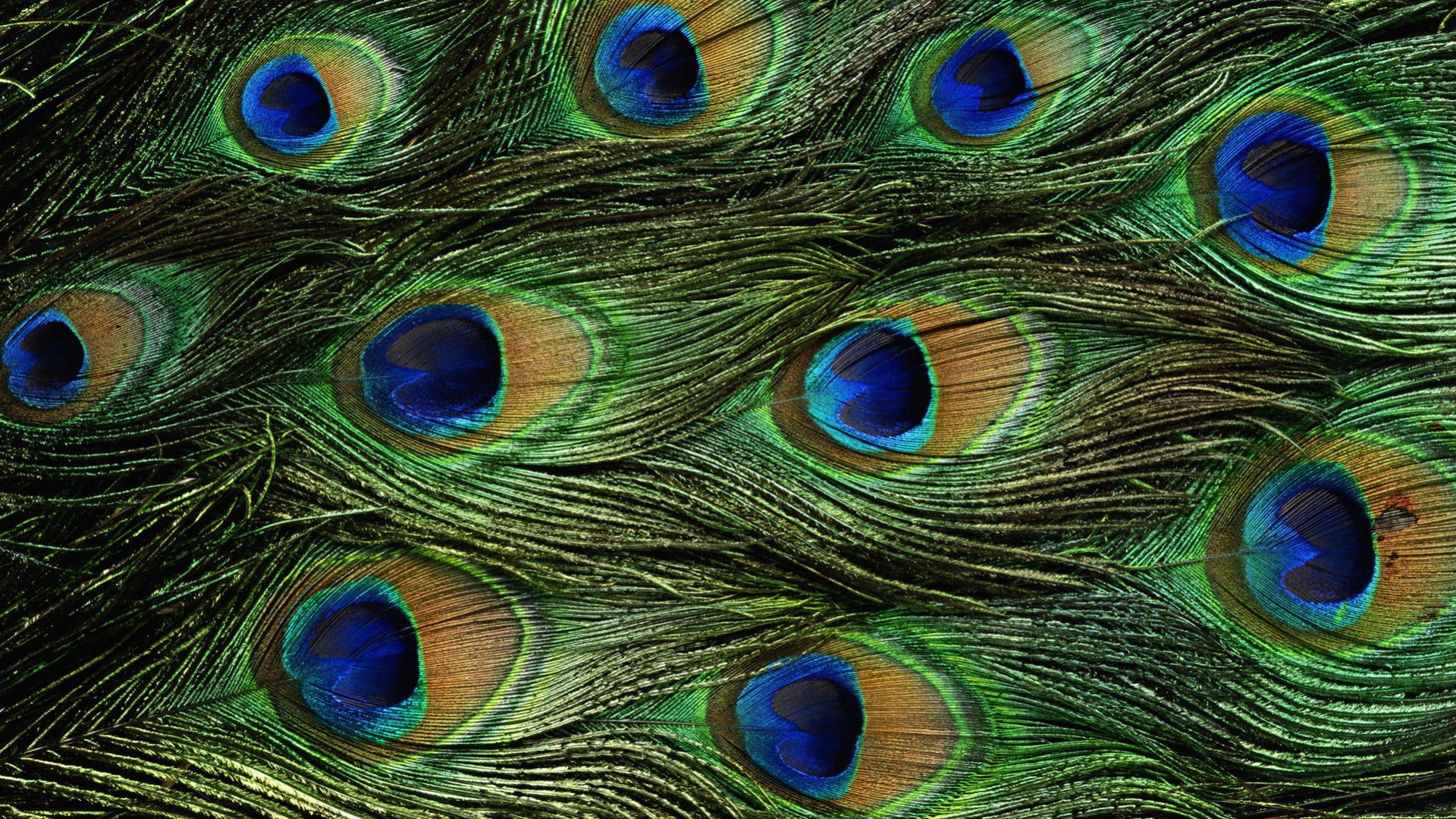 Free download wallpaper Birds, Feather, Colors, Animal, Peacock on your PC desktop