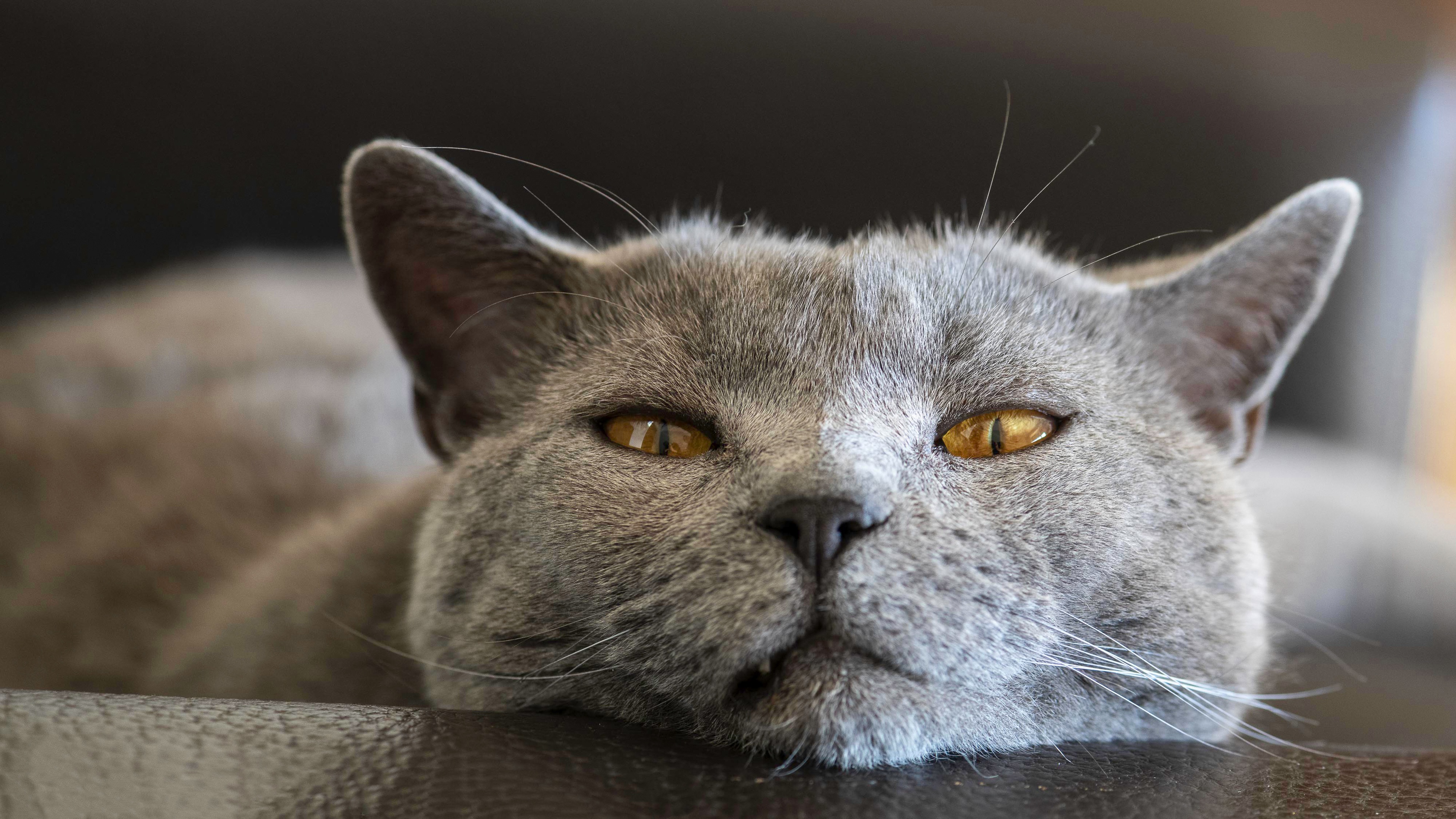 Téléchargez gratuitement l'image Animaux, Chats, Chat sur le bureau de votre PC