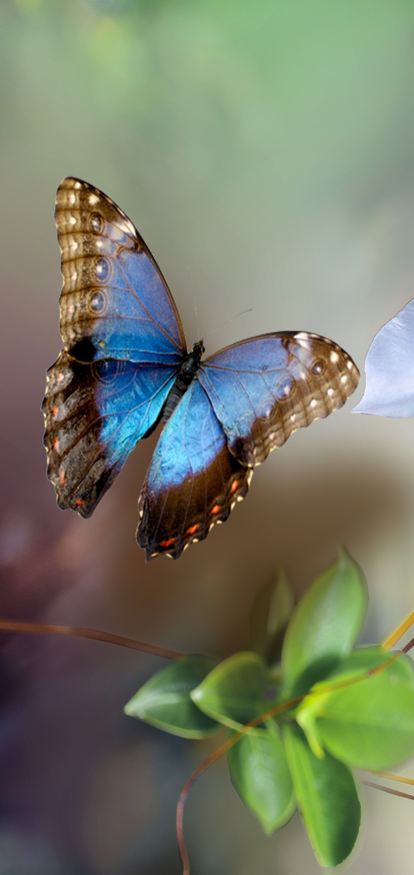 Download mobile wallpaper Flower, Butterfly, Animal for free.