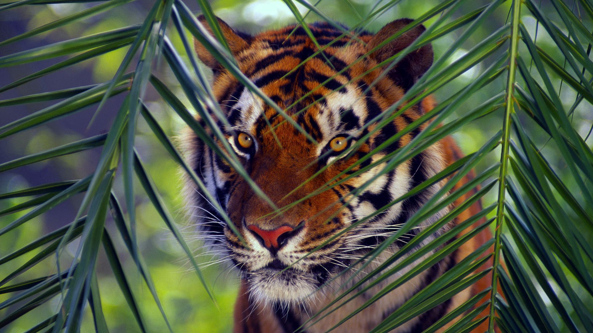 62395 скачать картинку животные, тигр, листья, взгляд, морда, полосатый - обои и заставки бесплатно