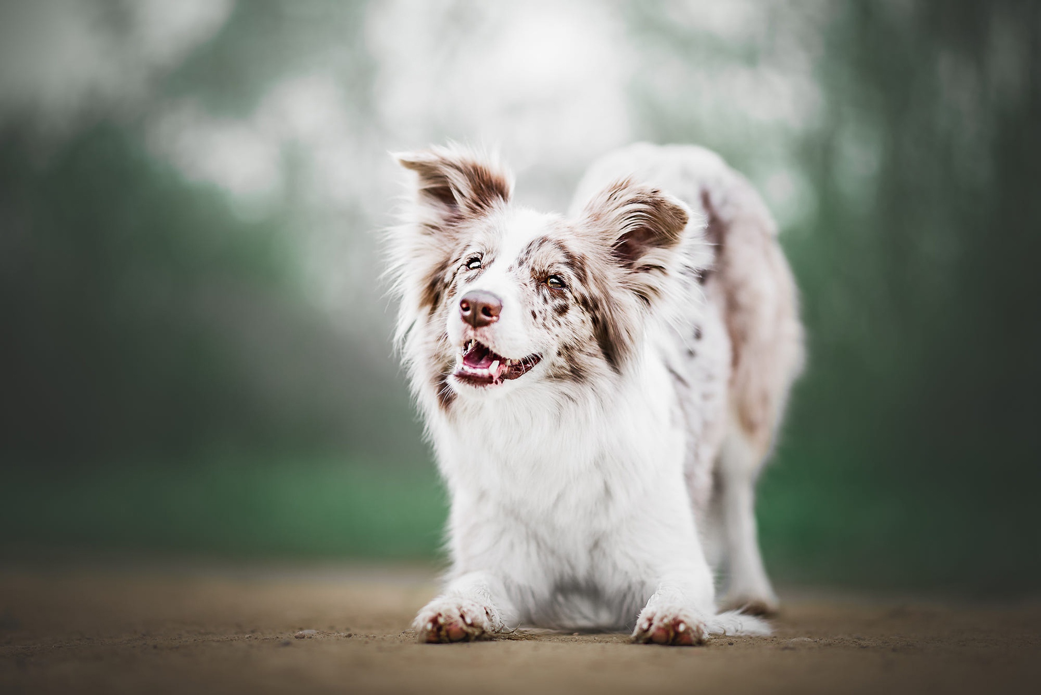 Free download wallpaper Dogs, Dog, Animal, Australian Shepherd, Depth Of Field on your PC desktop