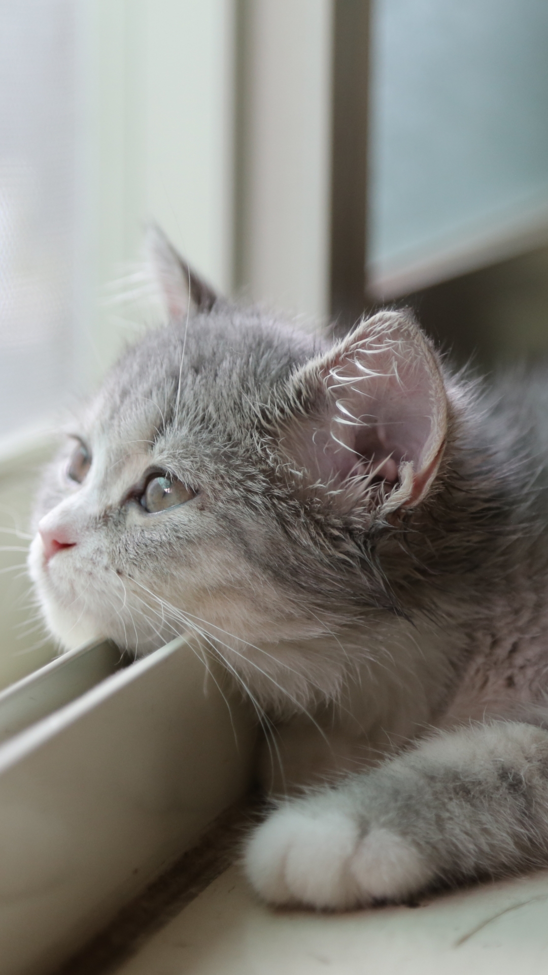 無料モバイル壁紙動物, ネコ, 猫をダウンロードします。