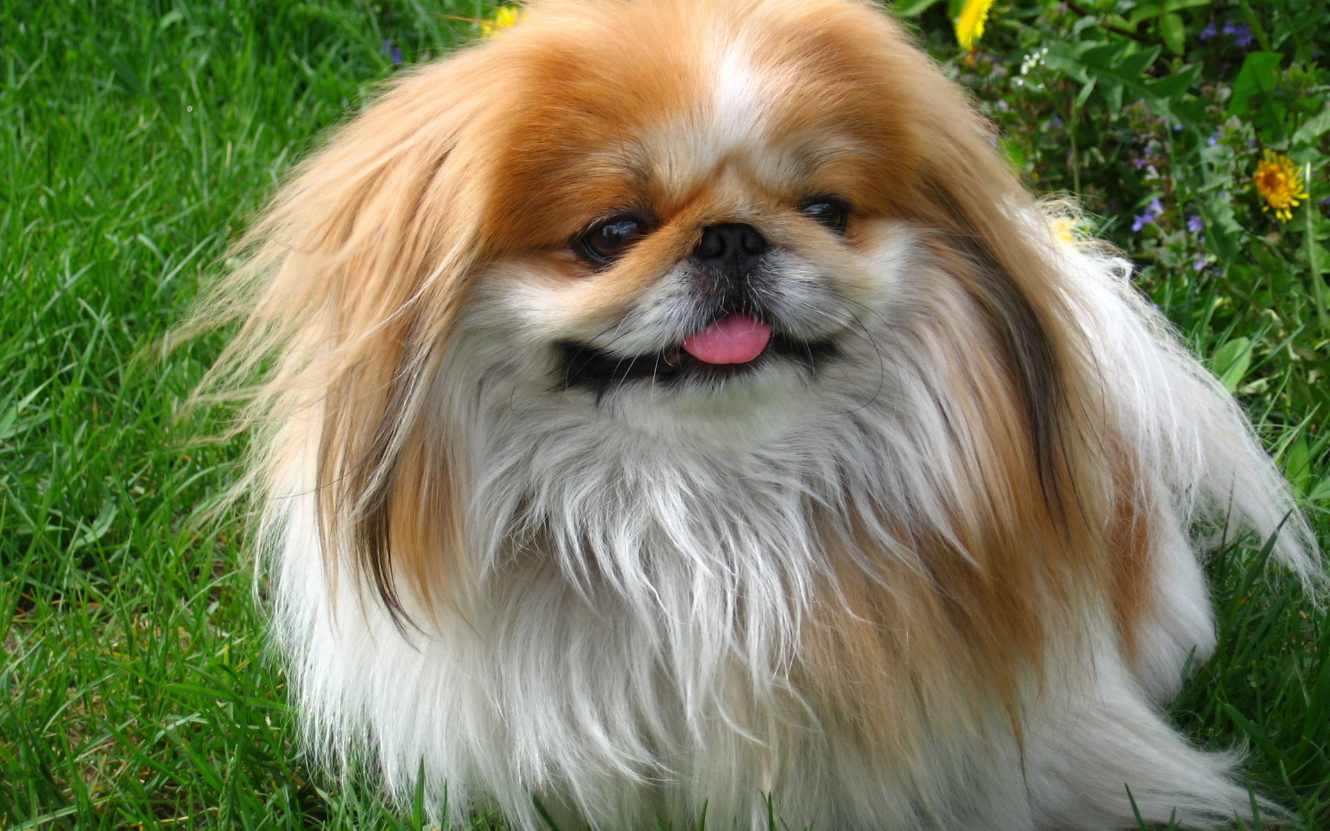 Téléchargez gratuitement l'image Animaux, Chiens, Chien sur le bureau de votre PC