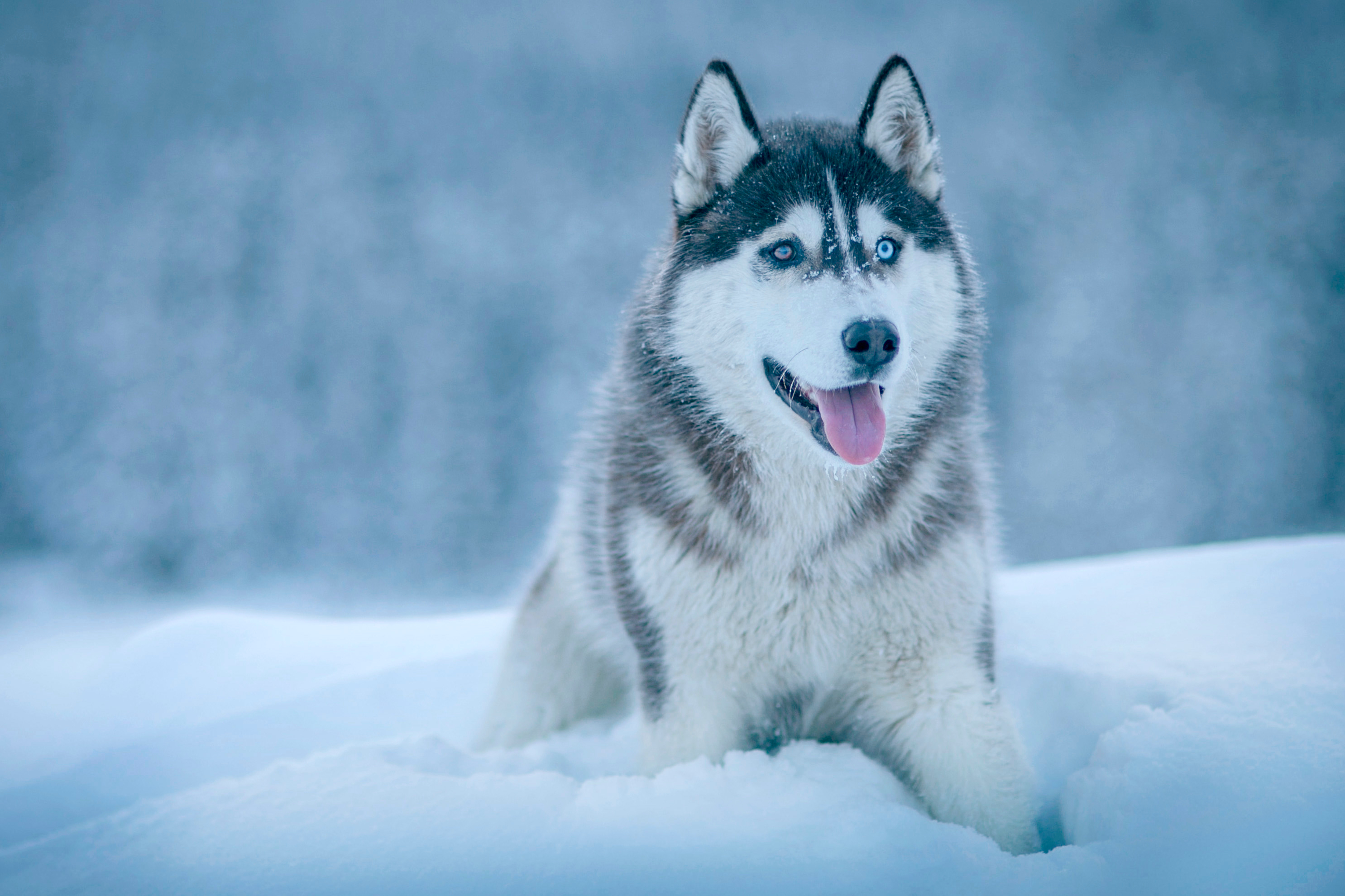 124045 завантажити картинку тварини, сніг, собака, пес, морда, хаскі, хаски - шпалери і заставки безкоштовно