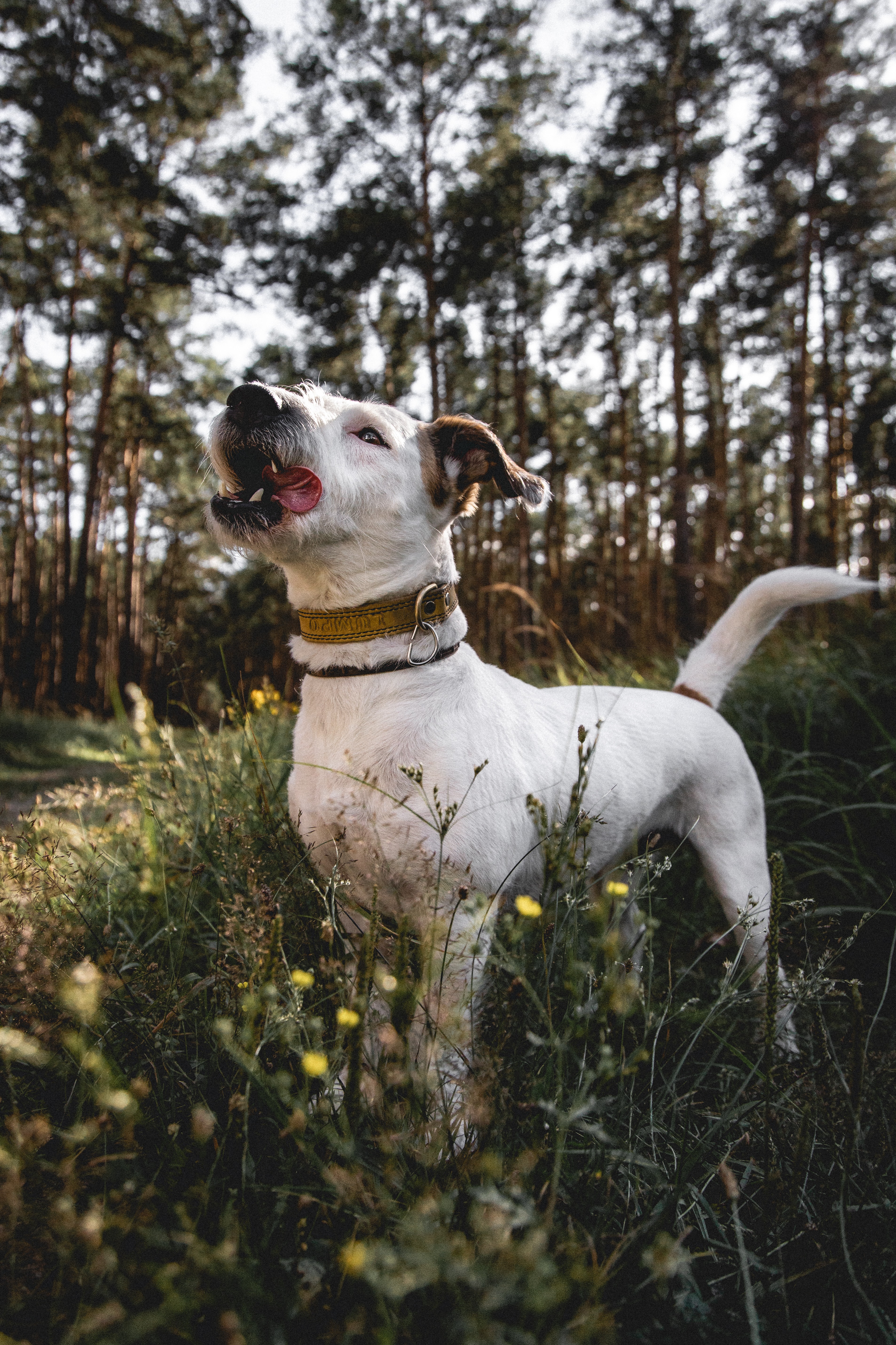 animals, dog, pet, protruding tongue, tongue stuck out, jack russell terrier