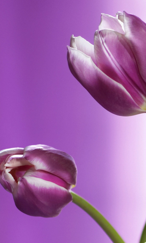 Handy-Wallpaper Blumen, Blume, Tulpe, Erde/natur kostenlos herunterladen.