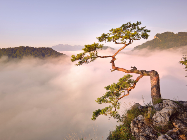 Descarga gratuita de fondo de pantalla para móvil de Árboles, Árbol, Tierra/naturaleza.