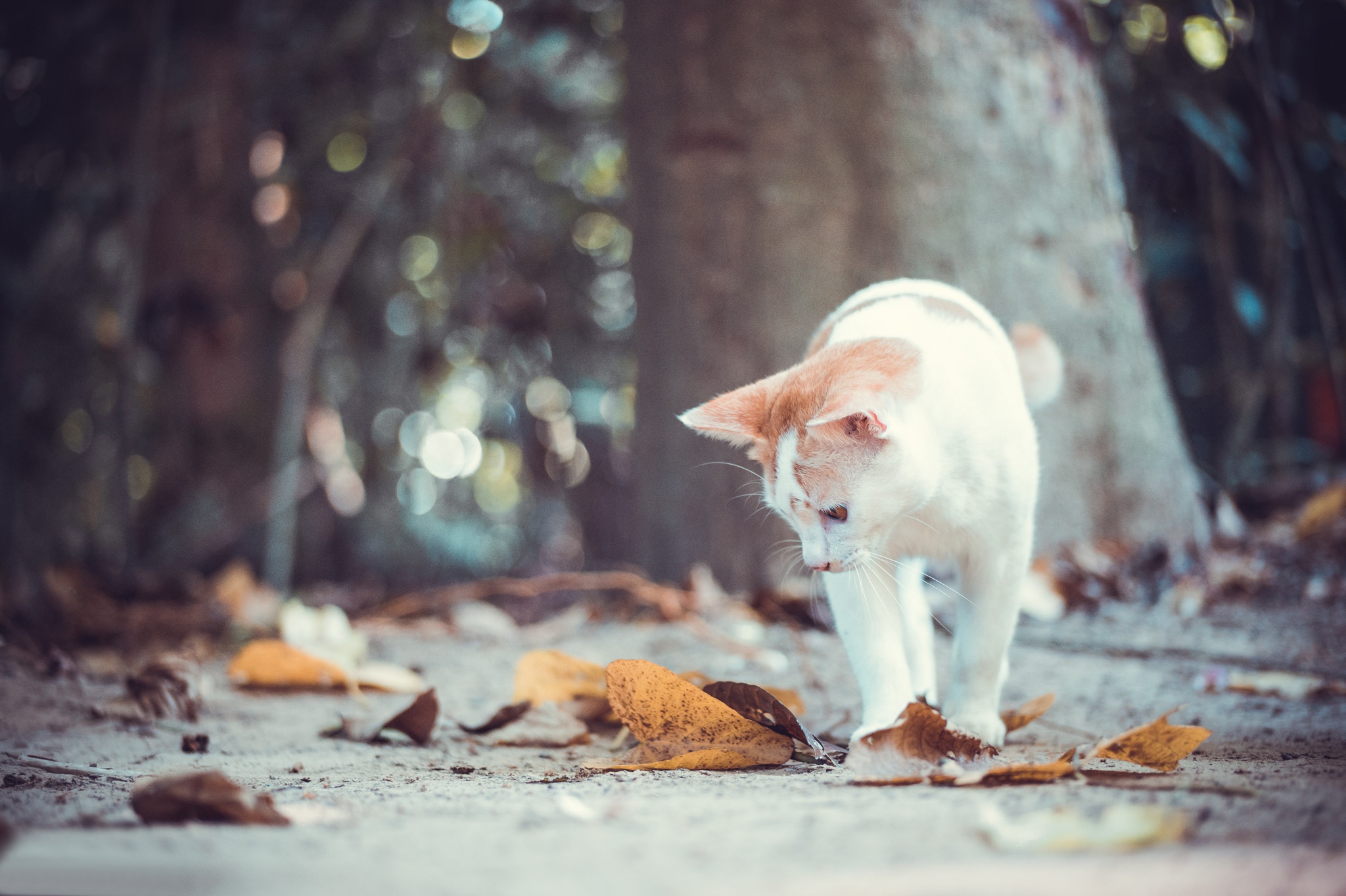 Download mobile wallpaper Cats, Cat, Leaf, Fall, Animal, Bokeh, Depth Of Field for free.