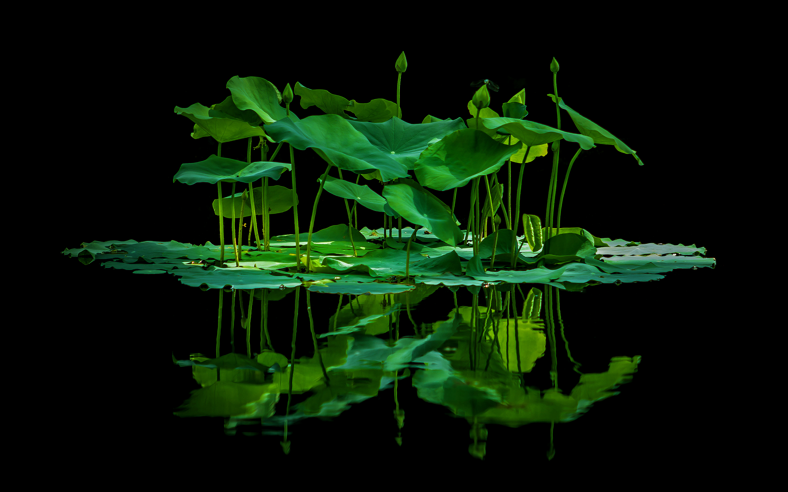 Baixe gratuitamente a imagem Flores, Lótus, Terra/natureza, Reflecção na área de trabalho do seu PC