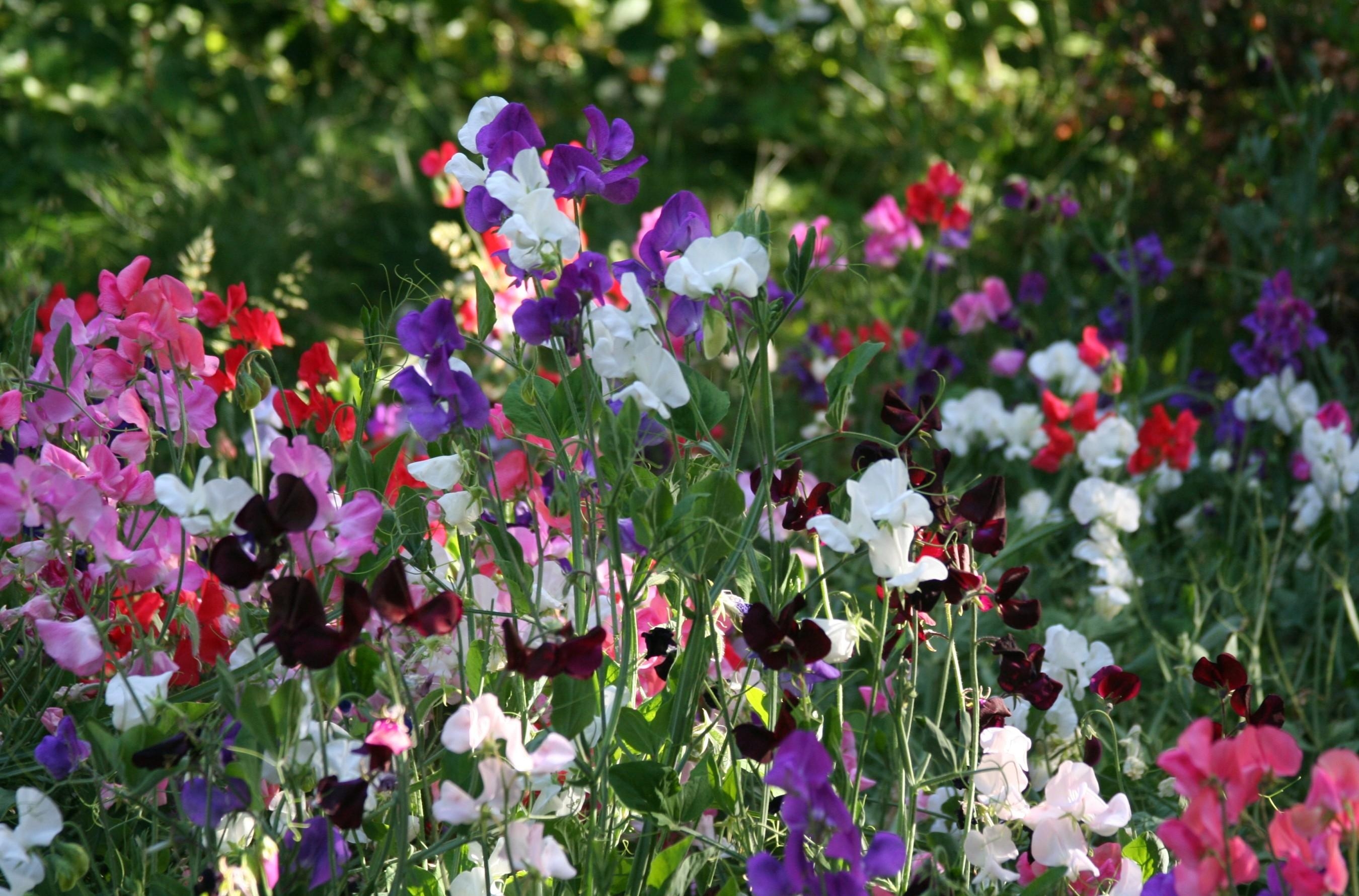 Download background motley, flowers, multicolored, bloom, flowering, greens, sweet pea