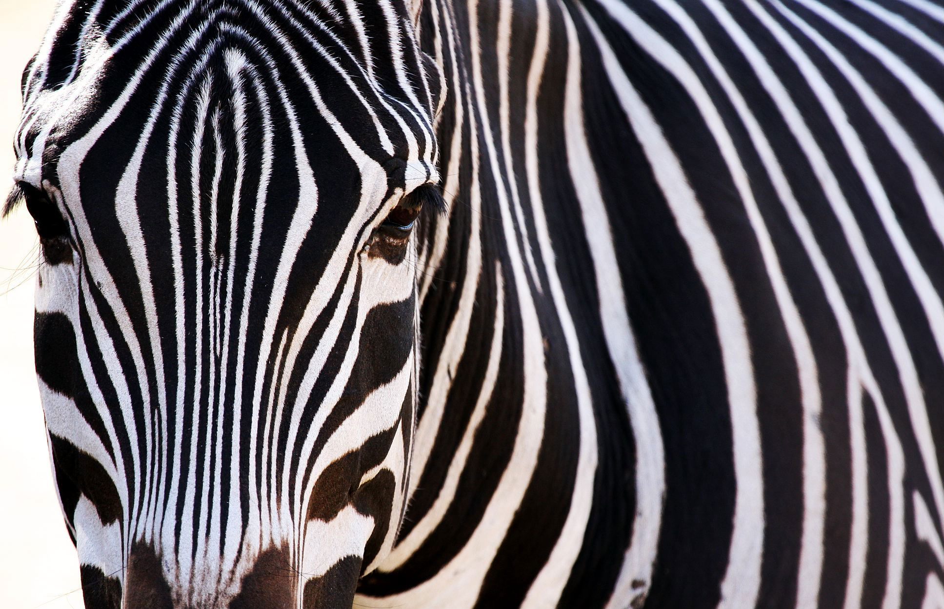 165589 Hintergrundbild herunterladen zebra, tiere - Bildschirmschoner und Bilder kostenlos