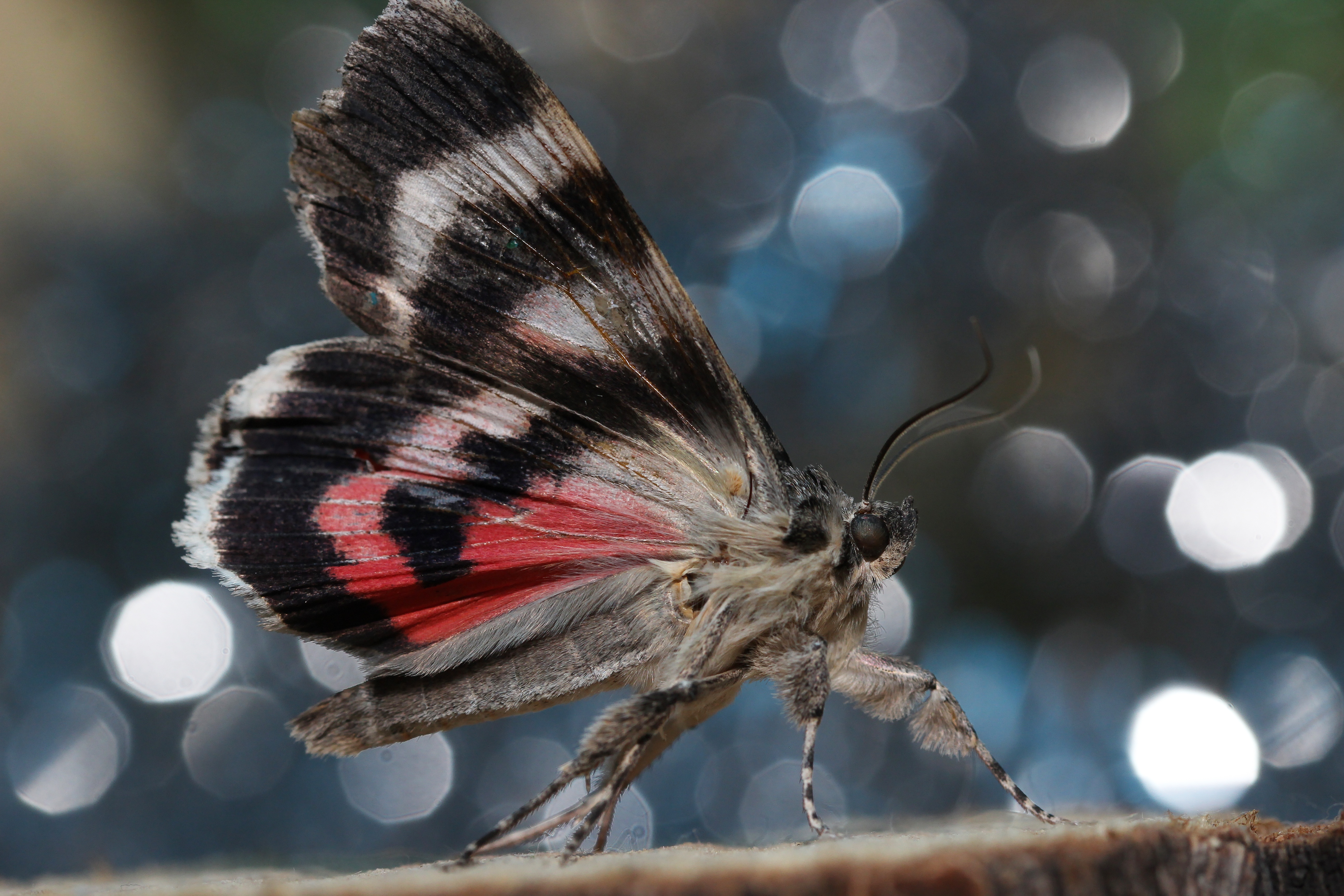 Téléchargez gratuitement l'image Animaux, Macro, Insecte, Papillon, Bokeh sur le bureau de votre PC