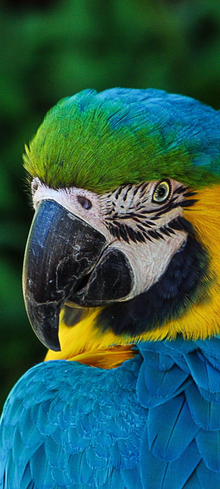 Download mobile wallpaper Birds, Bird, Animal, Macaw, Blue And Yellow Macaw for free.