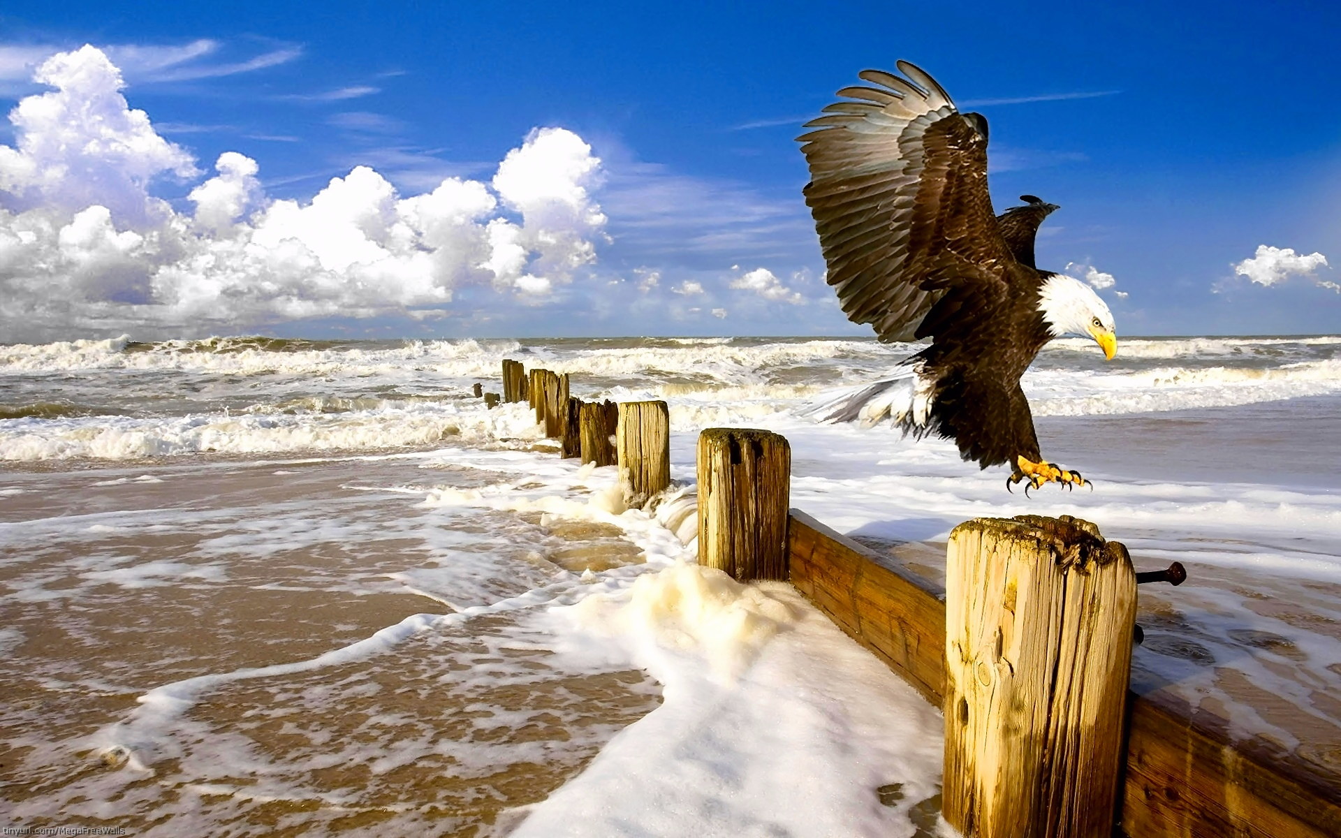 263395 скачать картинку океан, волна, вода, животные, белоголовый орлан, птицы, орел - обои и заставки бесплатно