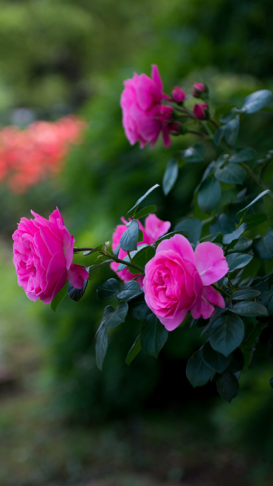 Téléchargez des papiers peints mobile Fleurs, Rose, Fleur, Macro, Jardin, La Nature, Terre/nature, Fleur Rose gratuitement.