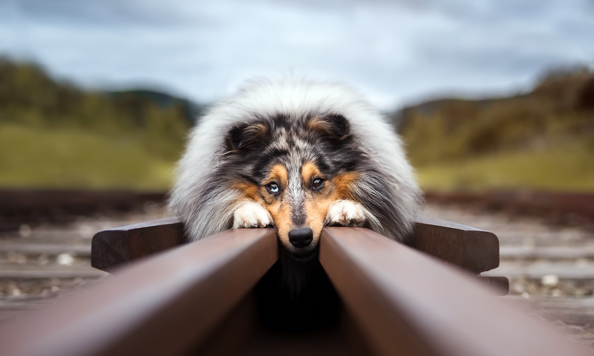 Download mobile wallpaper Dogs, Dog, Blur, Animal, Railroad, Rough Collie for free.