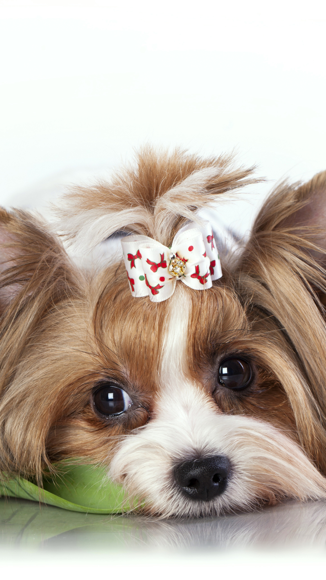 Baixar papel de parede para celular de Animais, Cães, Cão, Yorkshire Terrier, Tulipa gratuito.