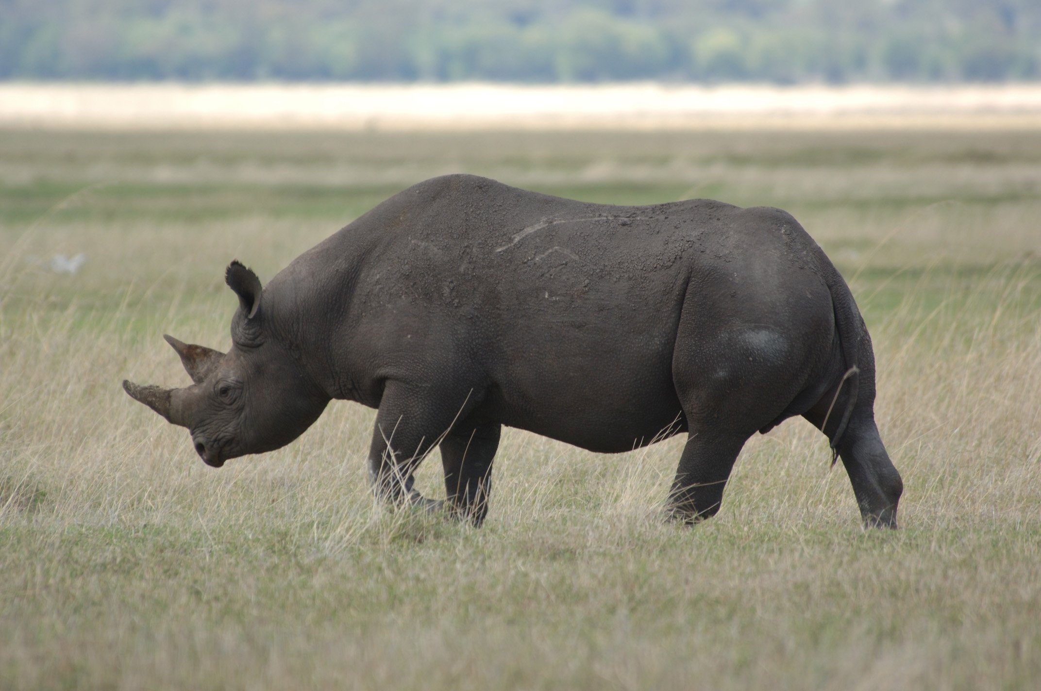 Download mobile wallpaper Beautiful, Large, Big, Animals, Stroll, Field, Rhinoceros for free.