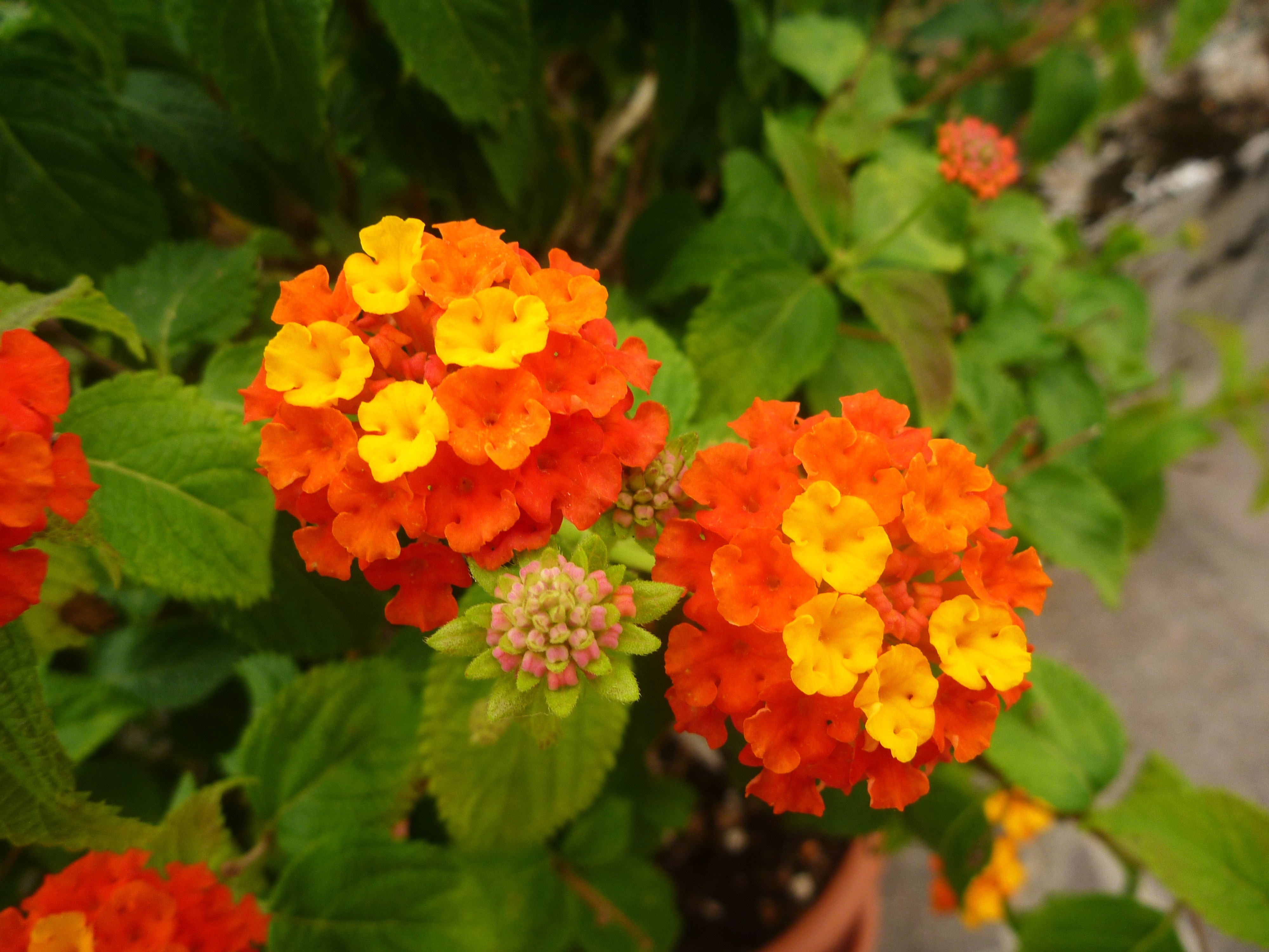 Baixe gratuitamente a imagem Flores, Flor, Terra/natureza na área de trabalho do seu PC