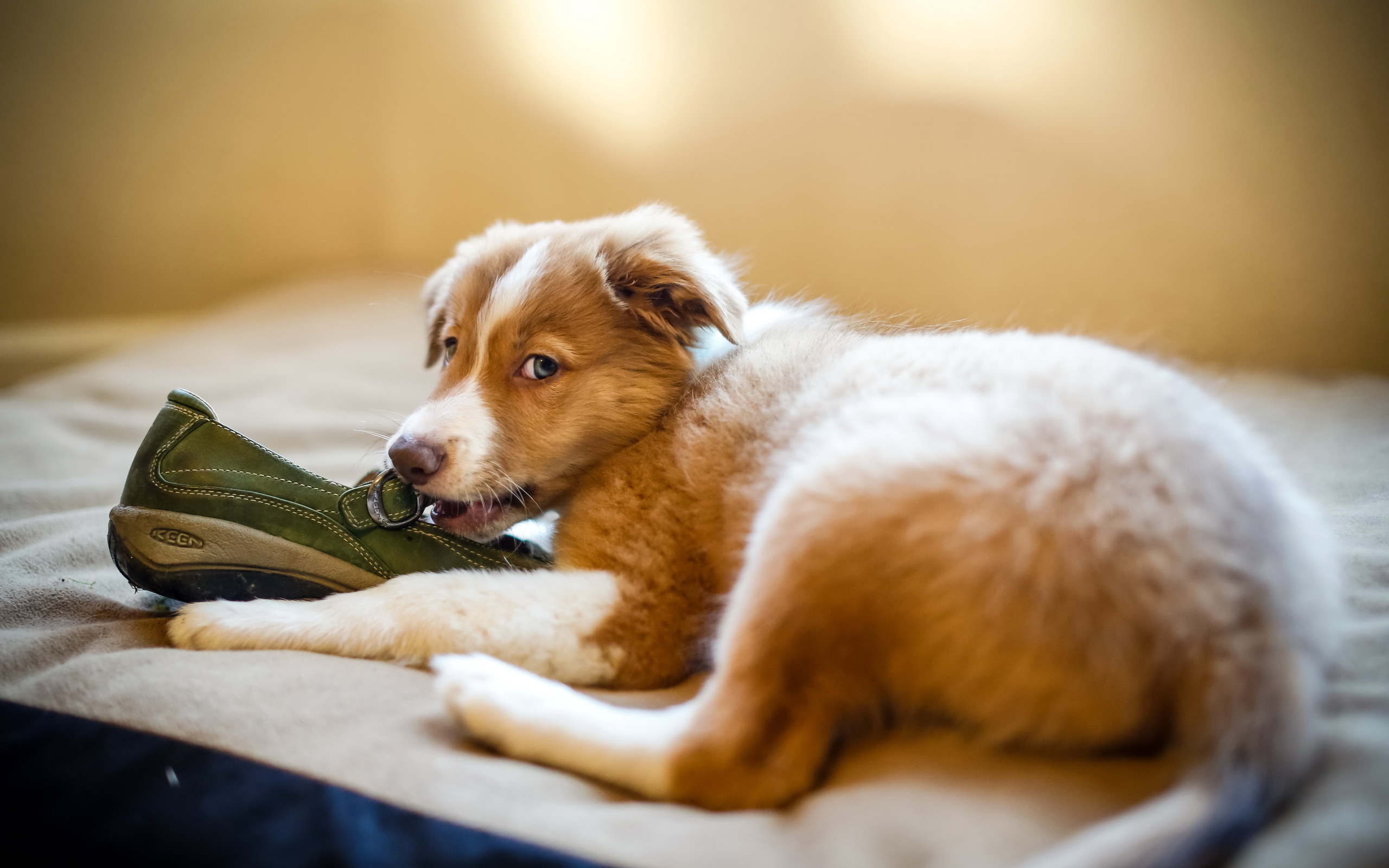 Téléchargez des papiers peints mobile Animaux, Chiens, Chien gratuitement.