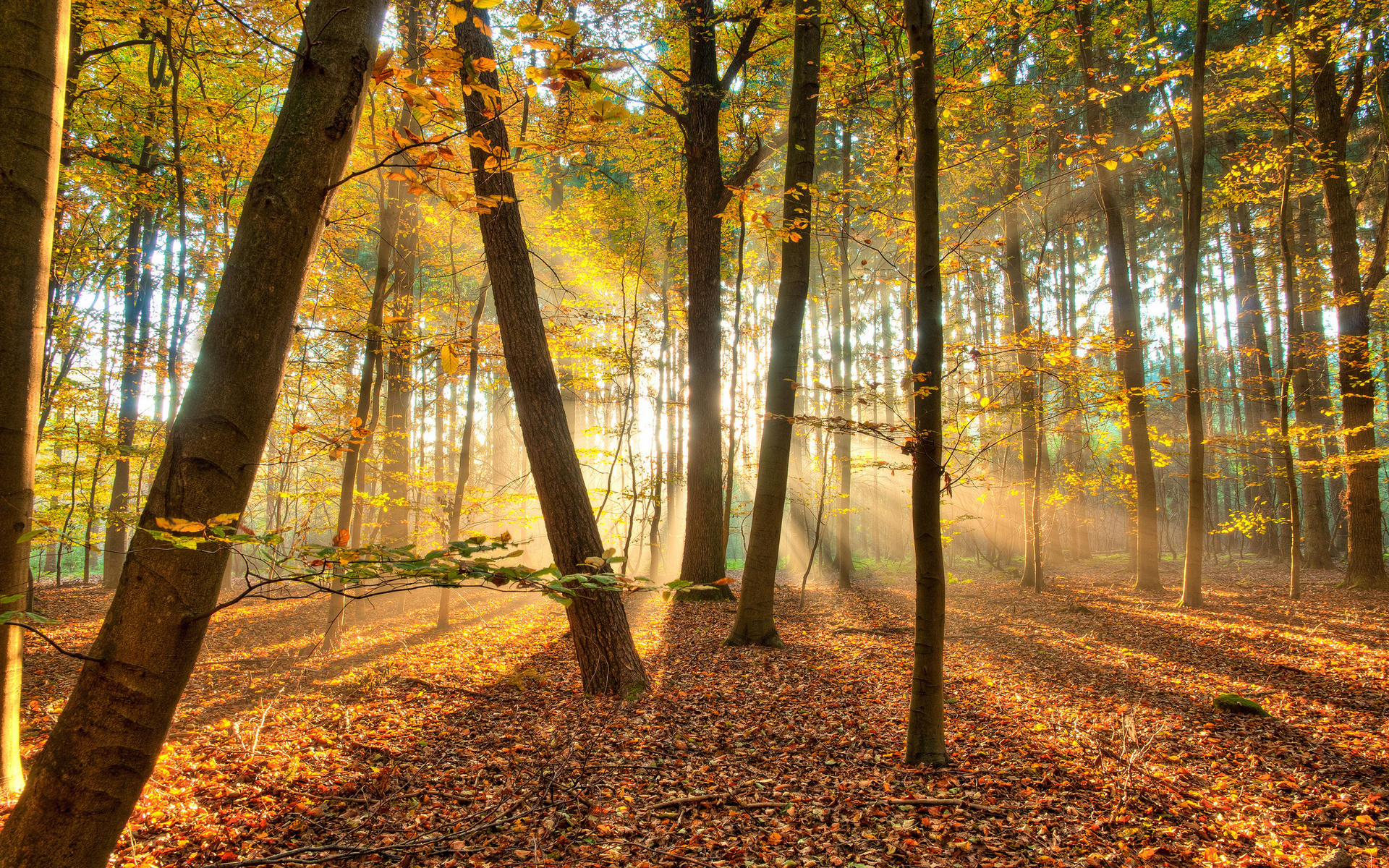 Laden Sie das Landschaft, Wald, Sonnenstrahl, Erde/natur-Bild kostenlos auf Ihren PC-Desktop herunter