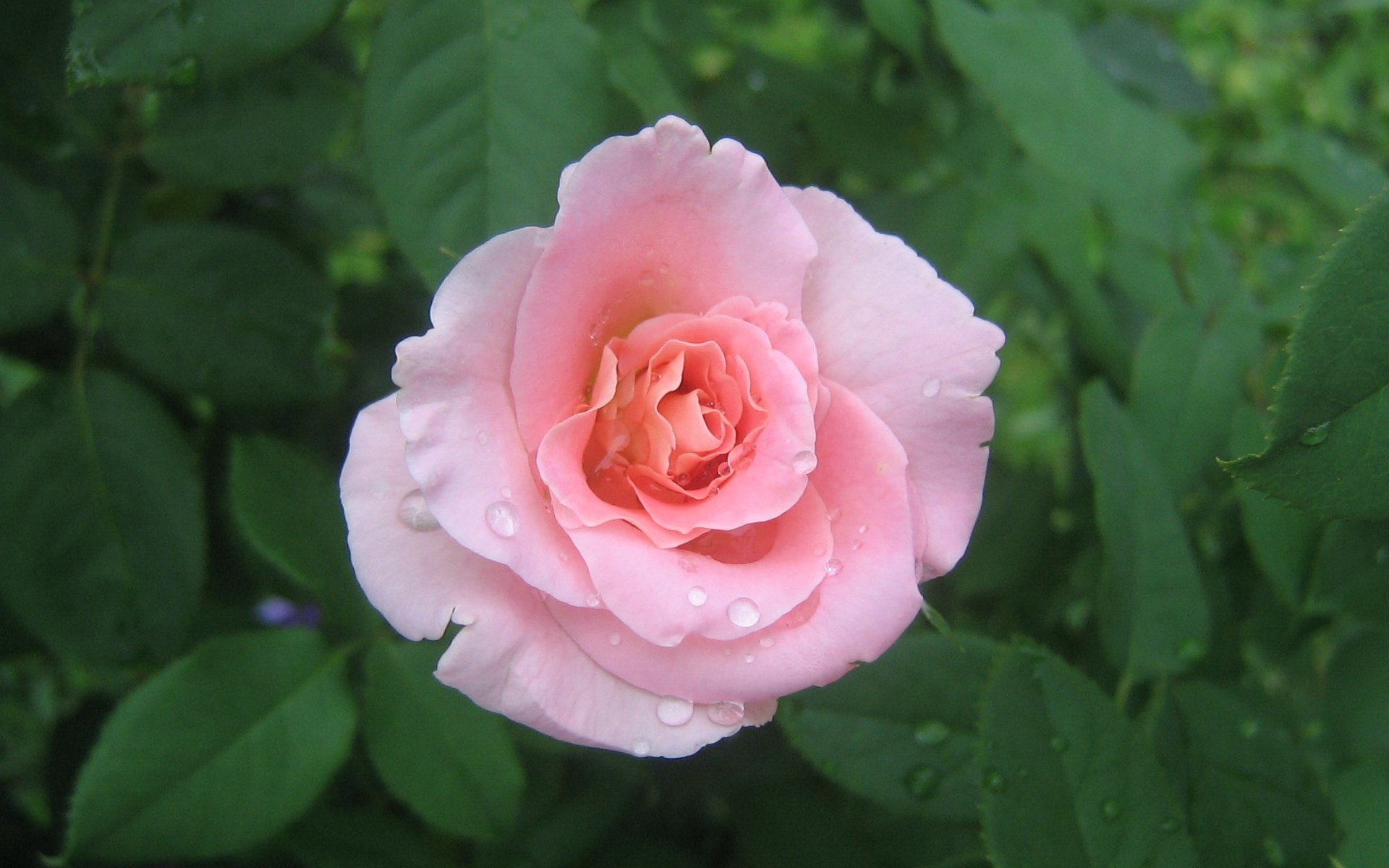 Descarga gratis la imagen Flores, Roses, Plantas en el escritorio de tu PC