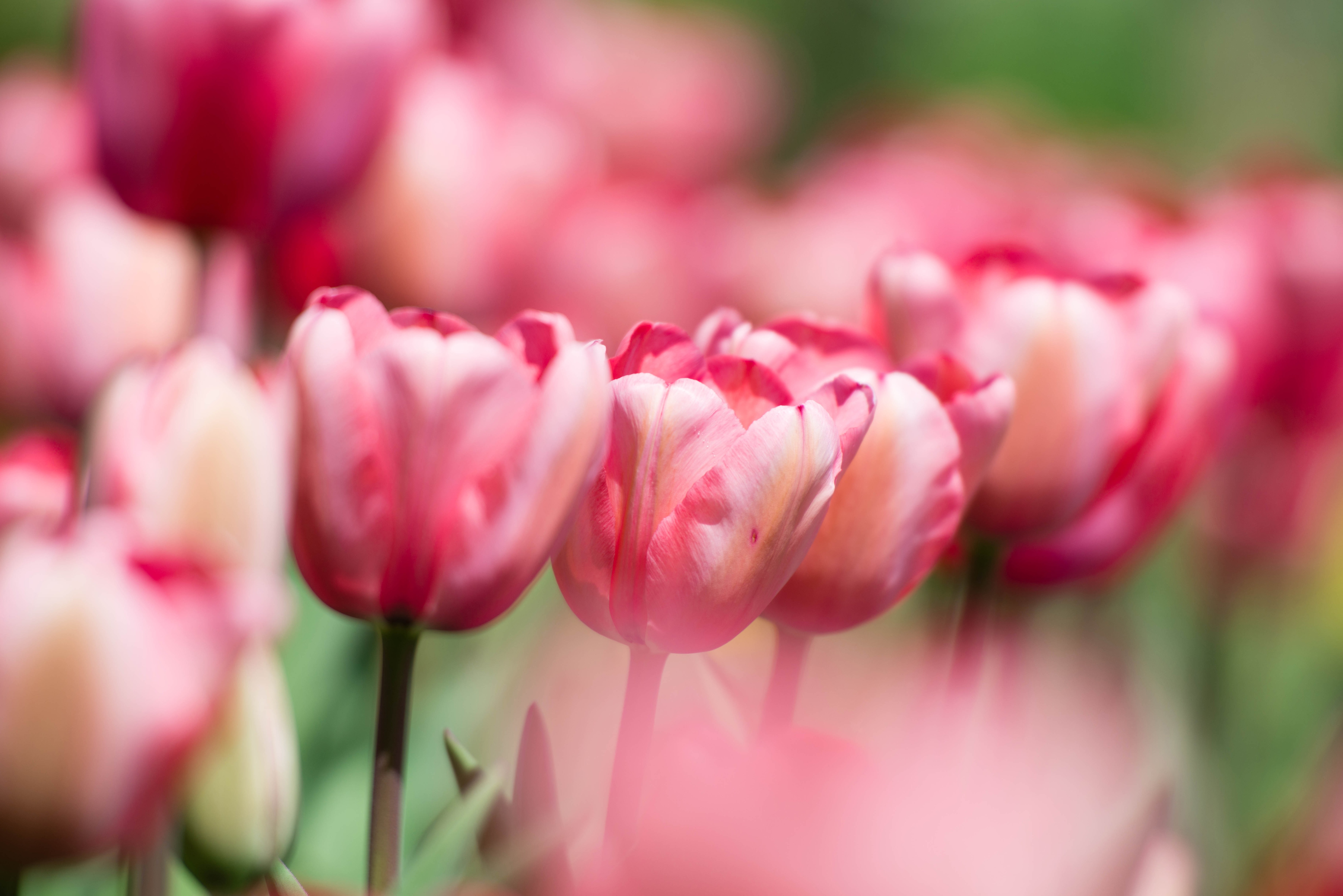 無料モバイル壁紙自然, フラワーズ, チューリップ, 花, 大きい, 地球, ピンクの花をダウンロードします。
