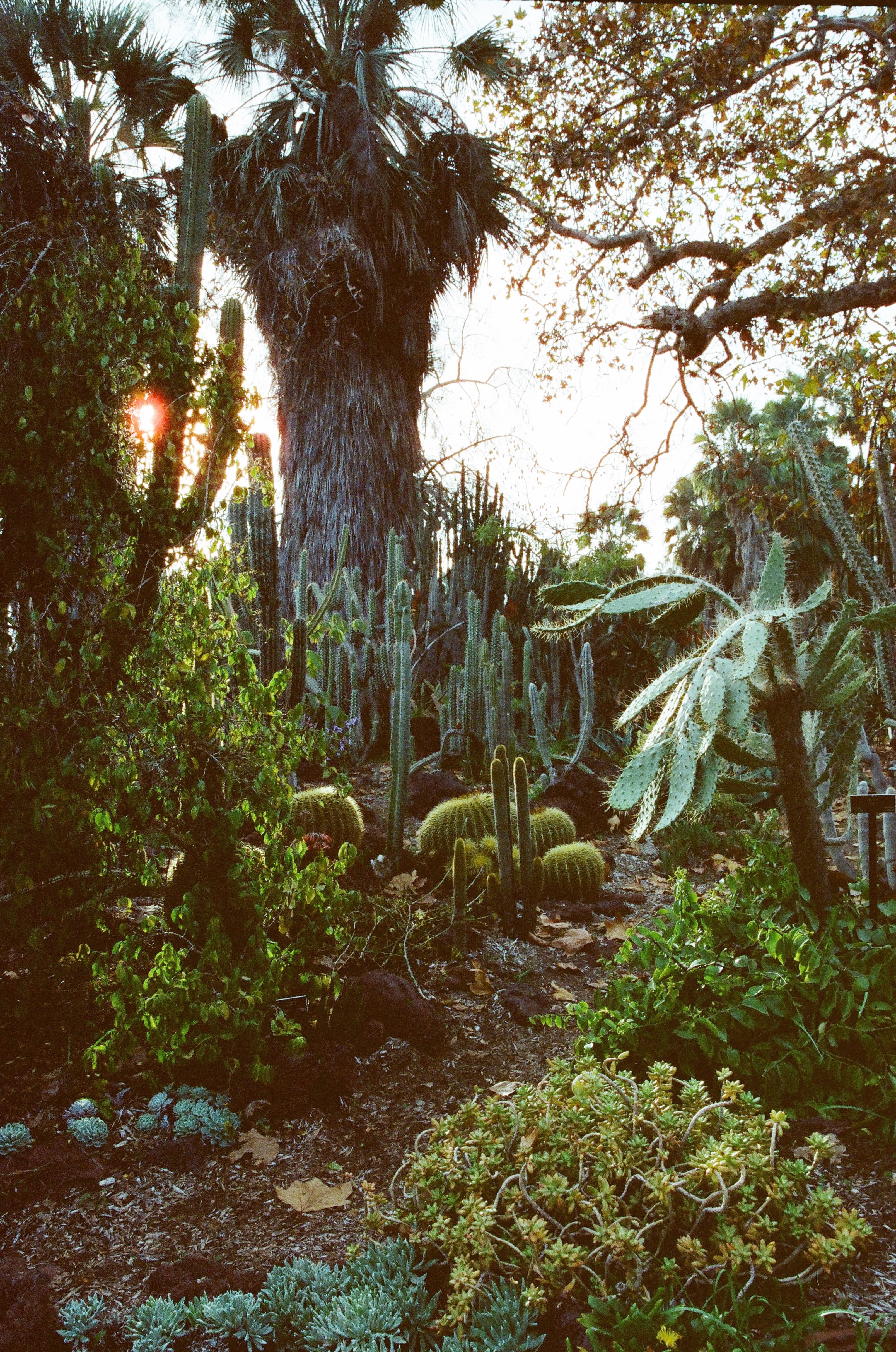 plants, nature, cactuses, palms, garden, arboretum