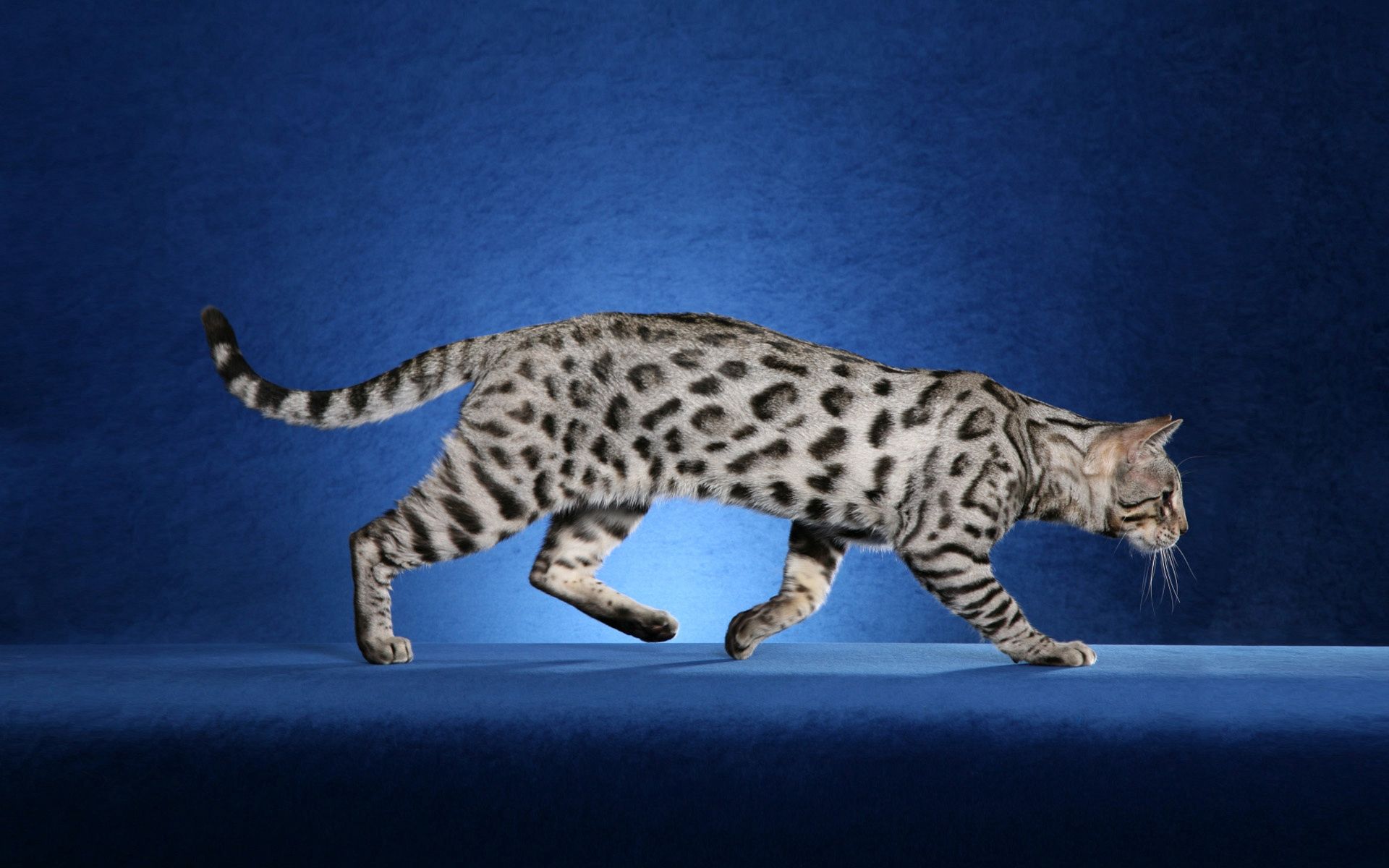 Die besten Leopardenfärbung-Hintergründe für den Telefonbildschirm