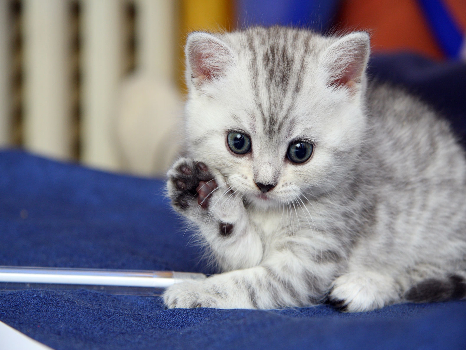 Laden Sie das Tiere, Katzen, Katze-Bild kostenlos auf Ihren PC-Desktop herunter