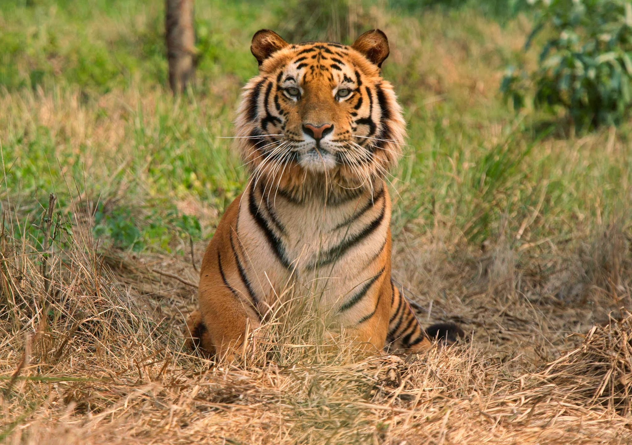 Descarga gratuita de fondo de pantalla para móvil de Animales, Gatos, Tigre.