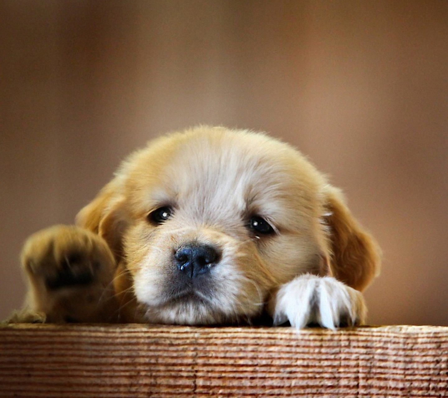 Téléchargez gratuitement l'image Animaux, Chiens, Chien, Chiot sur le bureau de votre PC