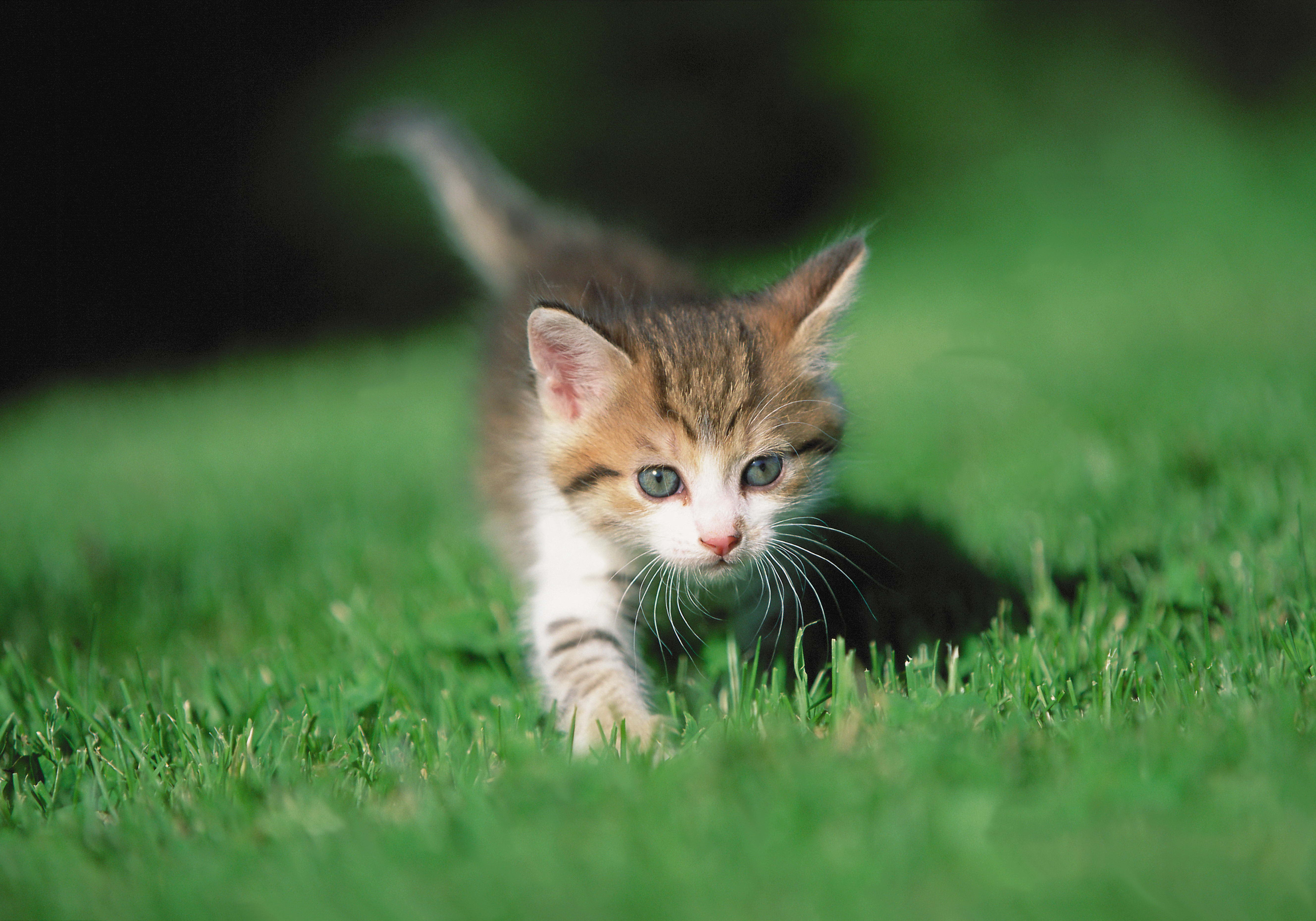 PCデスクトップに動物, 草, 足, キティ, 子猫画像を無料でダウンロード