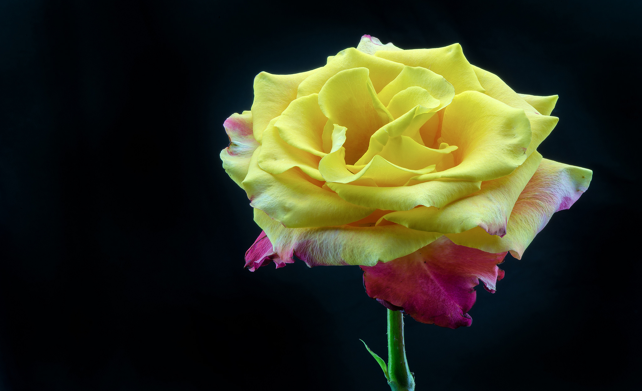 397321 descargar fondo de pantalla tierra/naturaleza, rosa, flor, flor amarilla, rosa amarilla, flores: protectores de pantalla e imágenes gratis