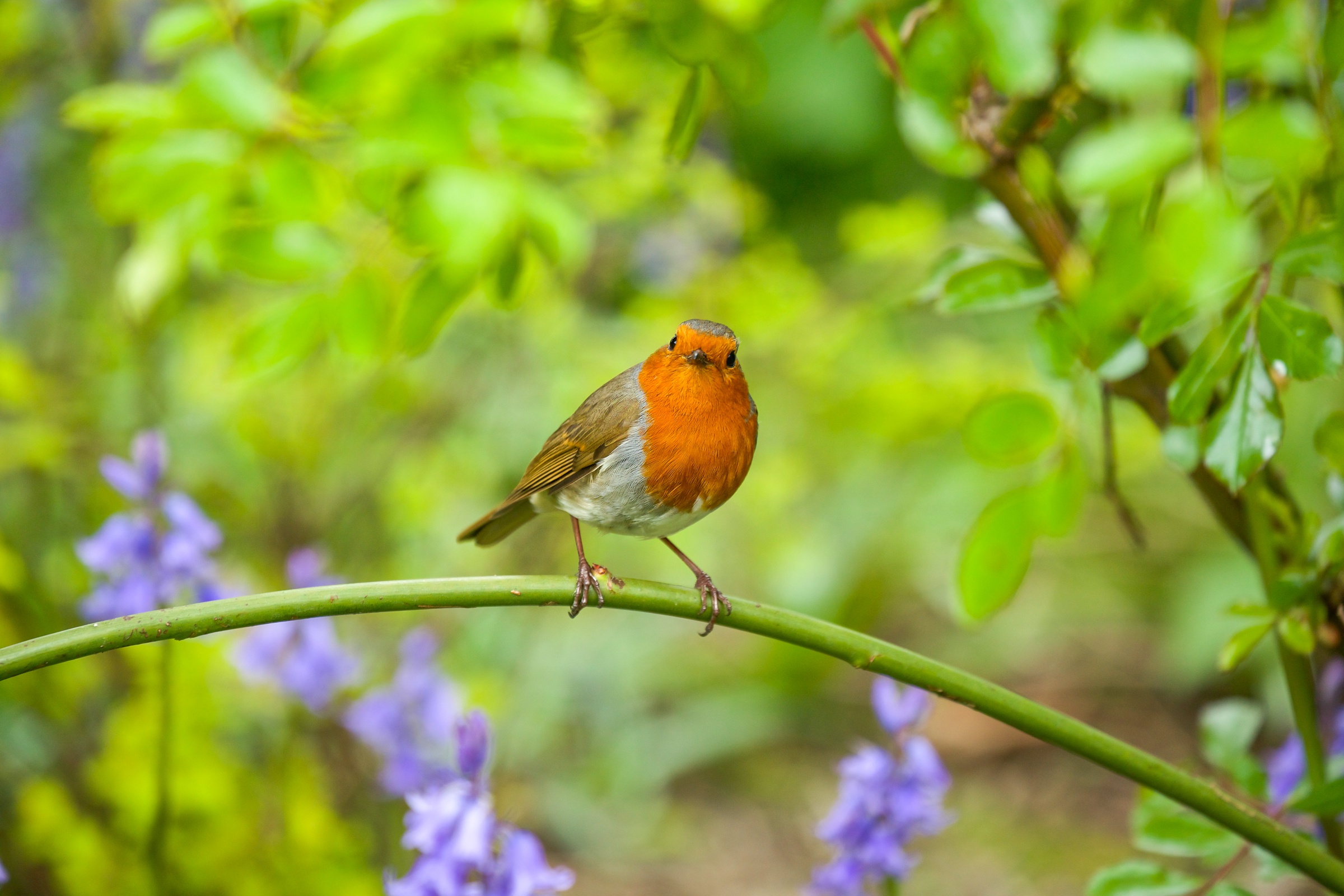 Download mobile wallpaper Birds, Bird, Animal, Robin, Depth Of Field for free.