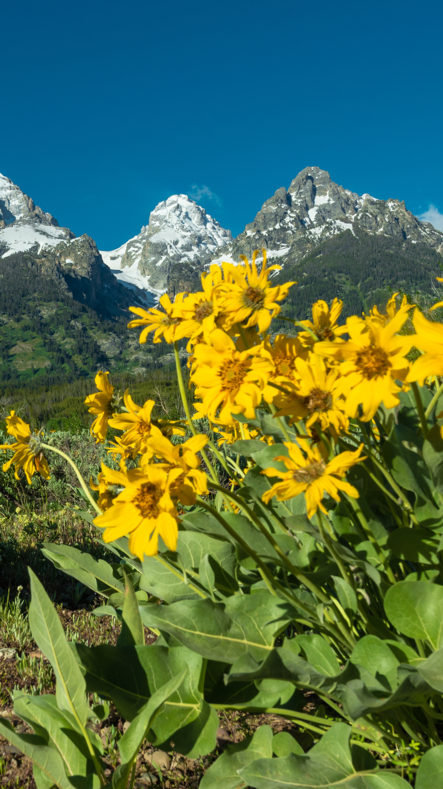 Handy-Wallpaper Blume, Frühling, Wyoming, Erde/natur, Grand Teton Nationalpark, Die Teton Reihe, Pfeilblatt Balsamwurzel kostenlos herunterladen.