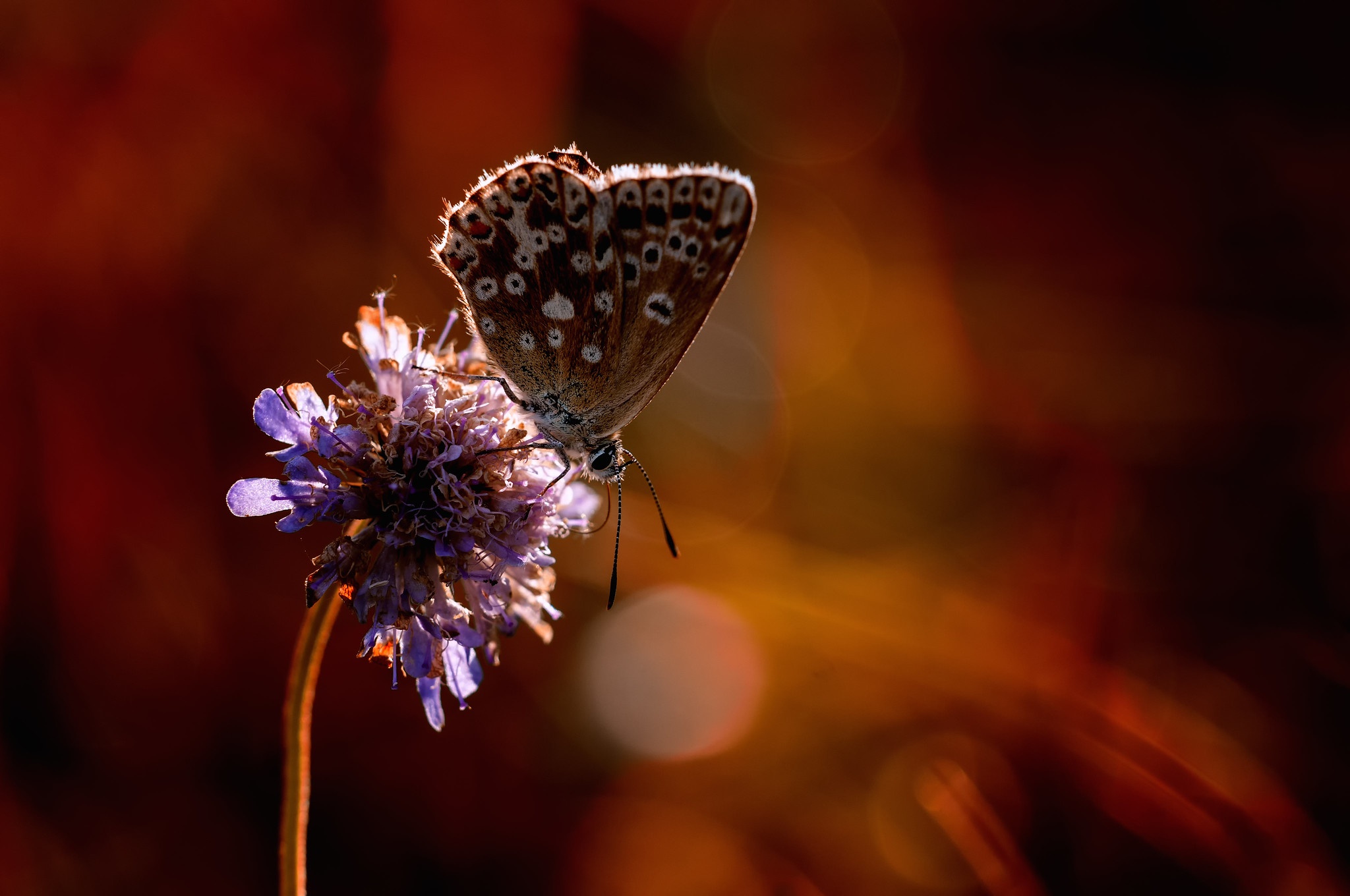 Free download wallpaper Flower, Macro, Insect, Butterfly, Animal, Bokeh on your PC desktop
