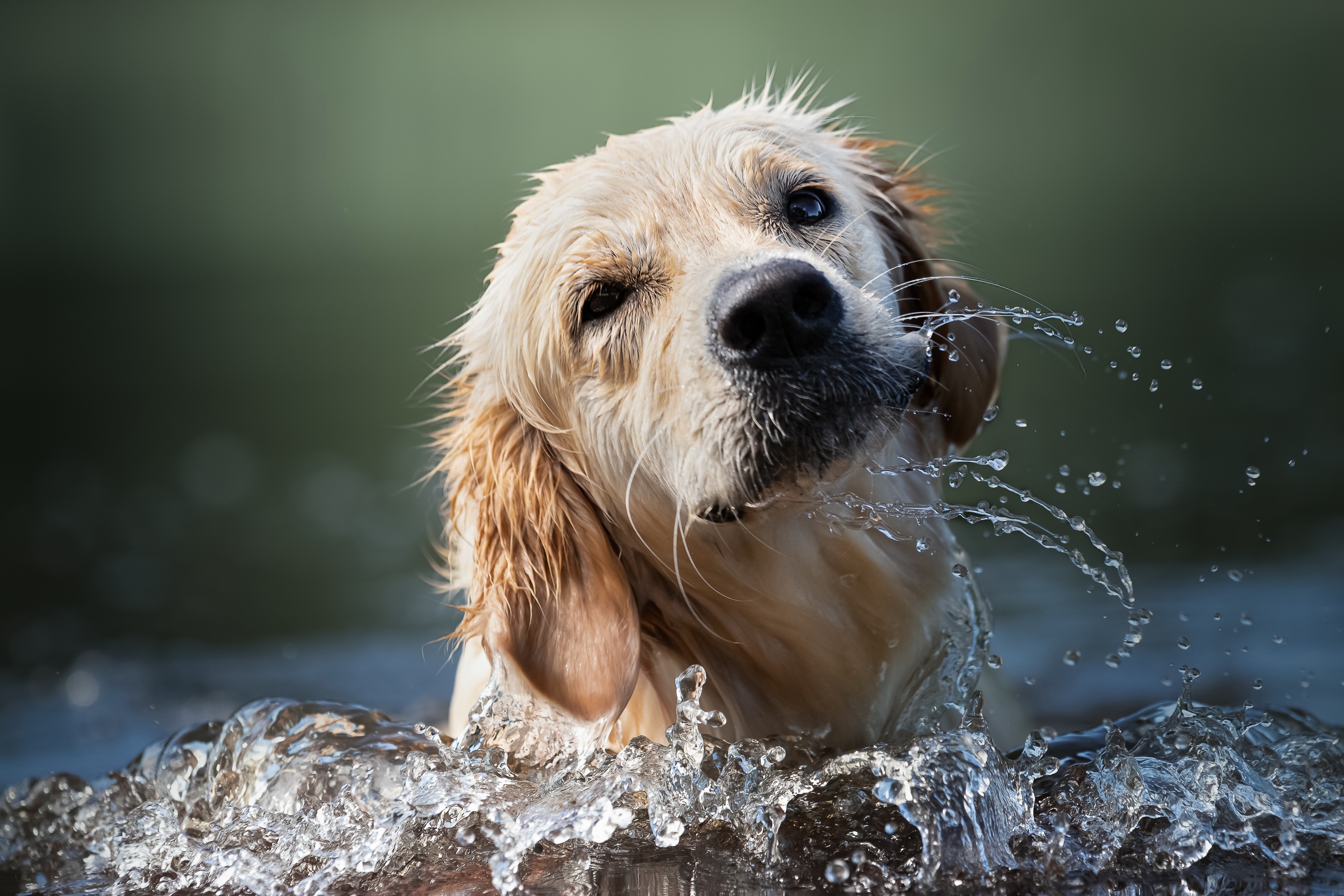 Handy-Wallpaper Tiere, Hunde, Wasser, Hund, Golden Retriever kostenlos herunterladen.