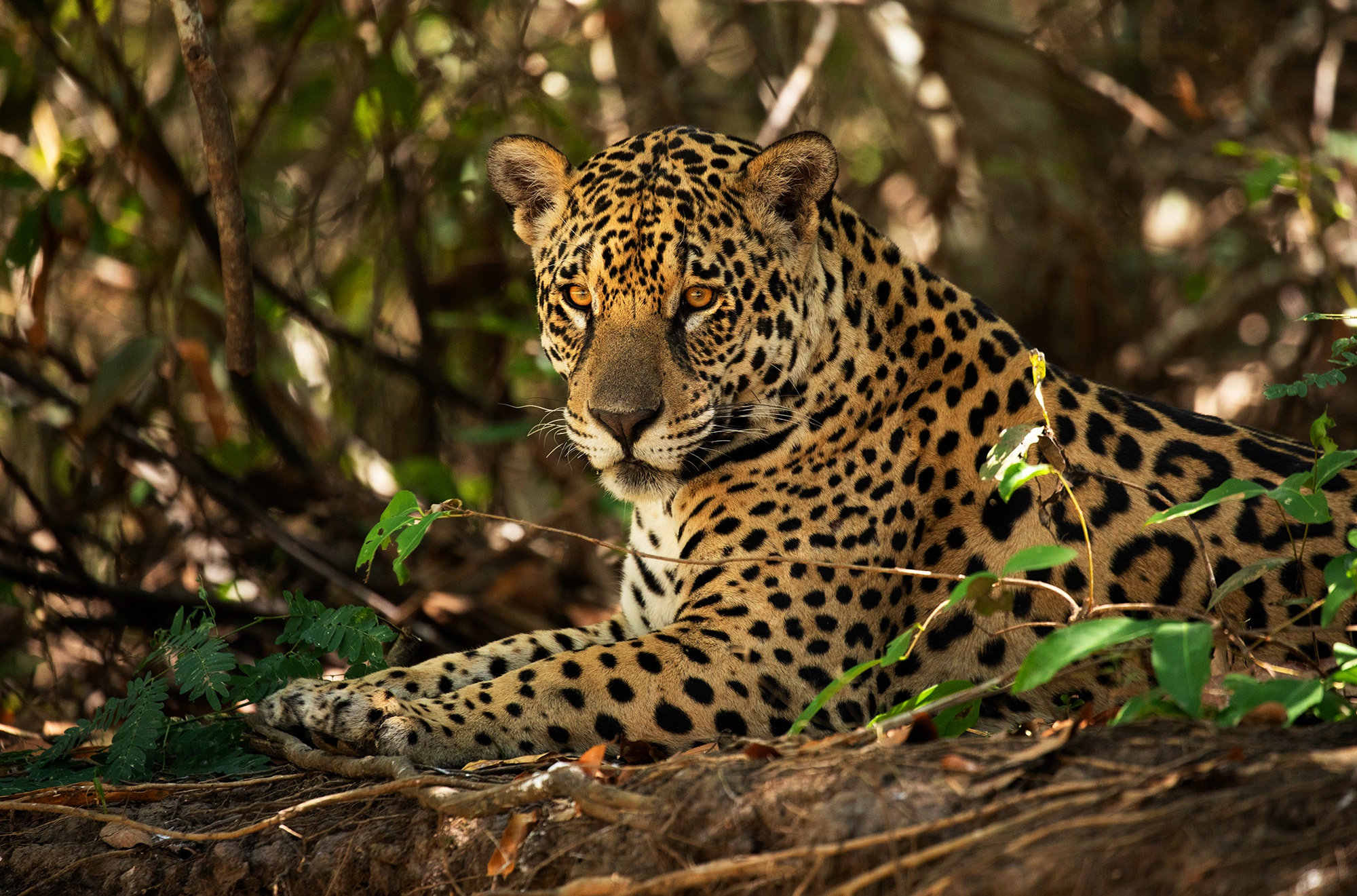 Handy-Wallpaper Tiere, Katzen, Jaguar kostenlos herunterladen.