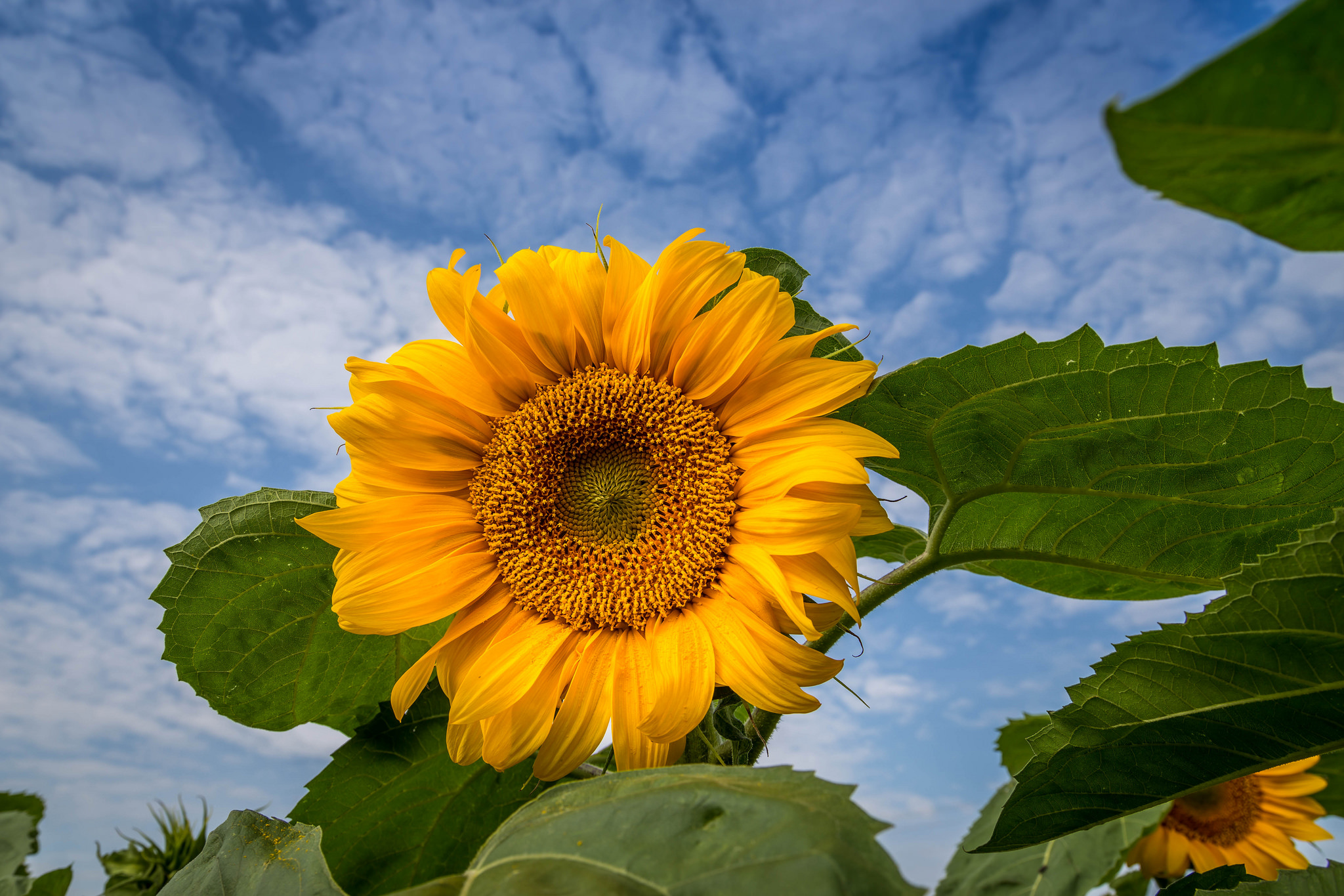 Laden Sie das Blumen, Sommer, Blume, Sonnenblume, Gelbe Blume, Erde/natur-Bild kostenlos auf Ihren PC-Desktop herunter