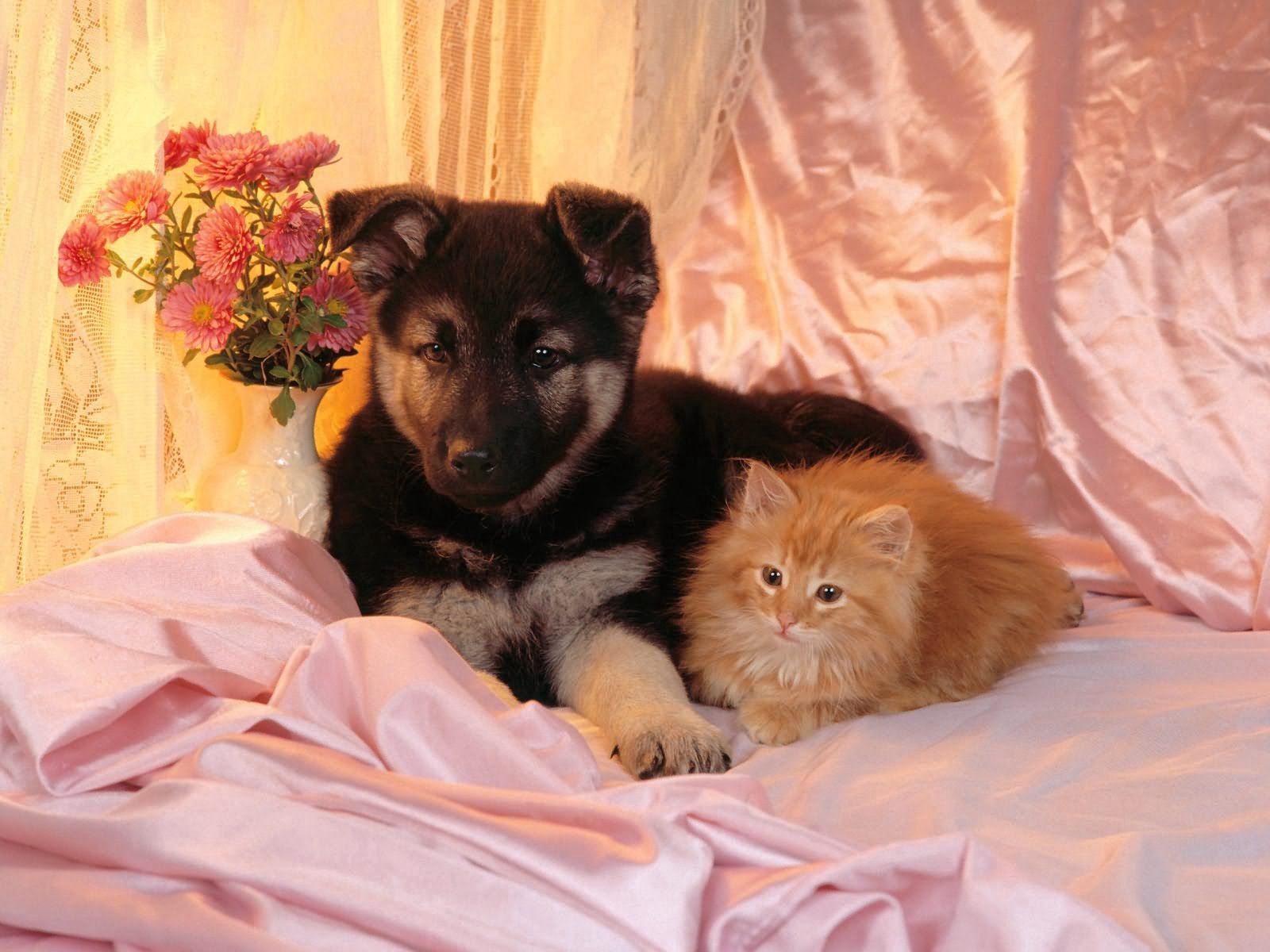Laden Sie das Paar, Tiere, Freunde, Hund, Kätzchen-Bild kostenlos auf Ihren PC-Desktop herunter