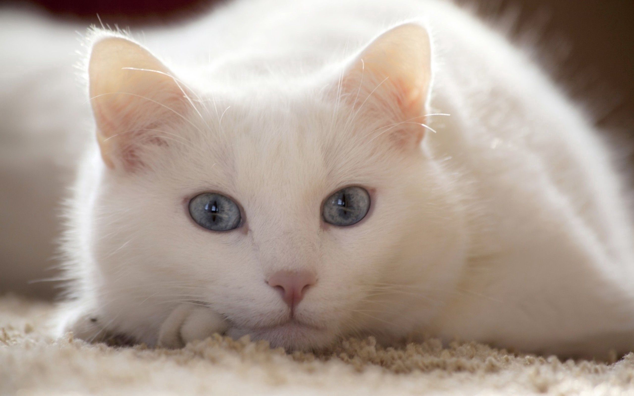 148852 завантажити картинку кішка, тварини, білий, світлий, кіт, лежати, брехати - шпалери і заставки безкоштовно