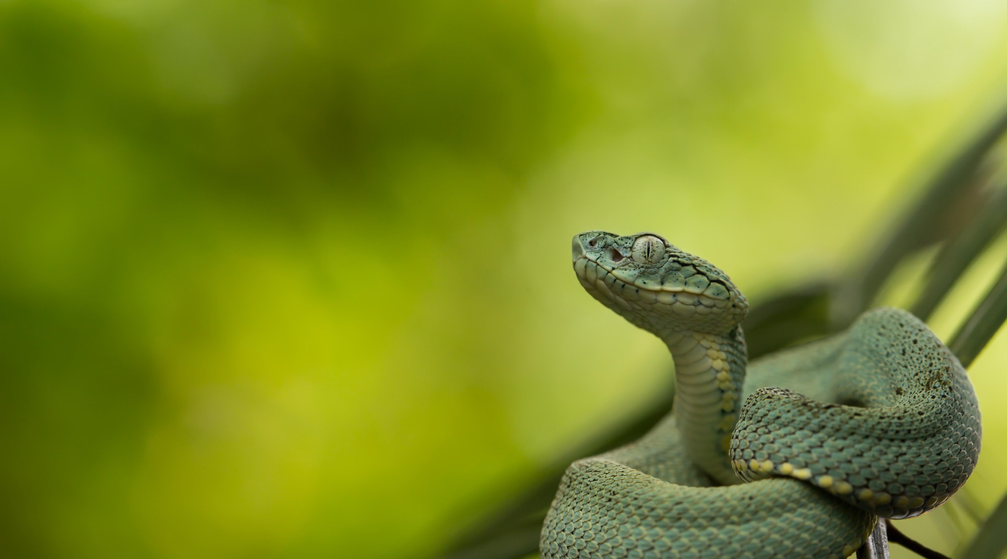Download mobile wallpaper Animal, Reptile, Snake, Reptiles, Viper for free.