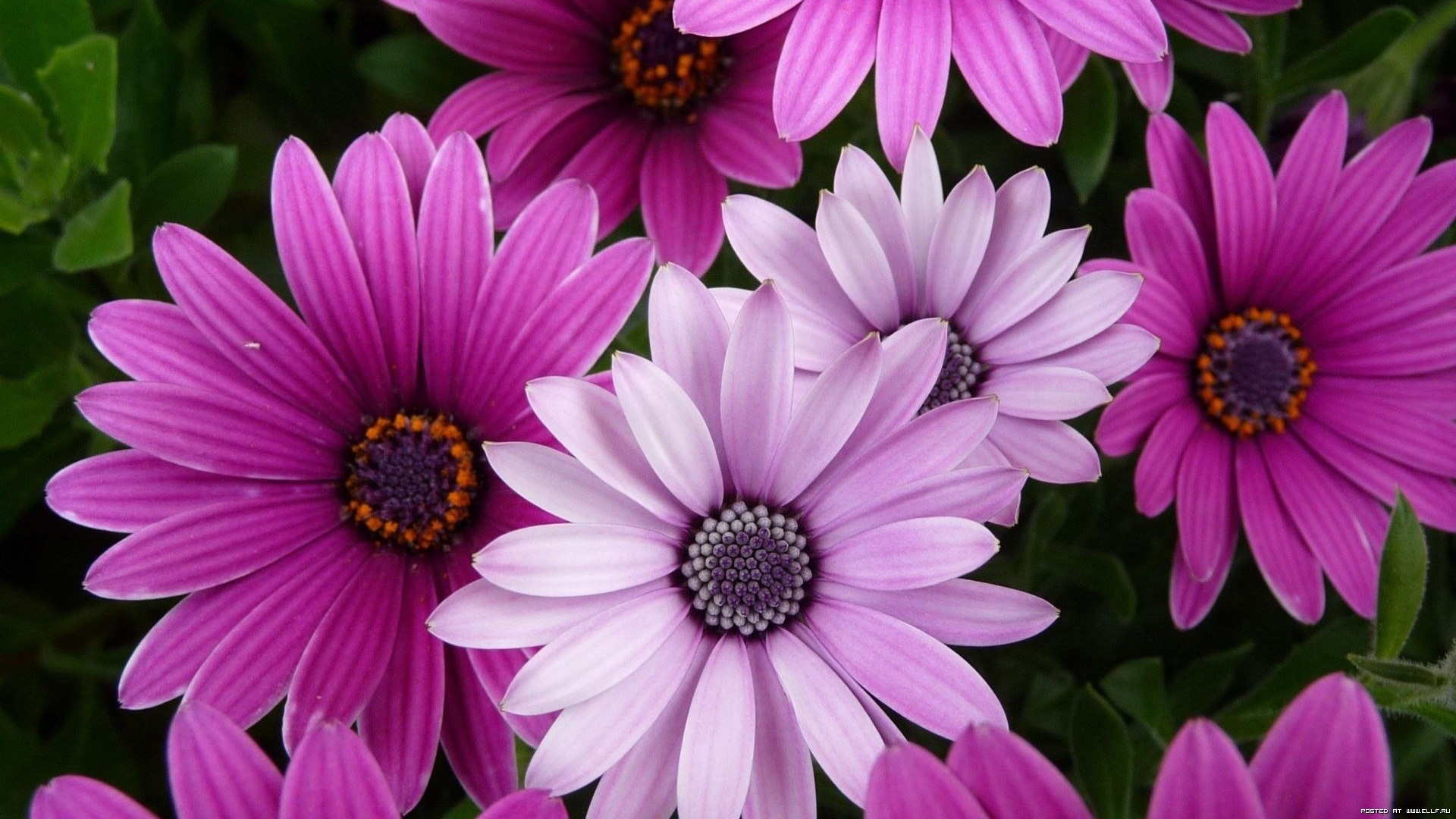 Free download wallpaper Plants, Violet, Flowers on your PC desktop