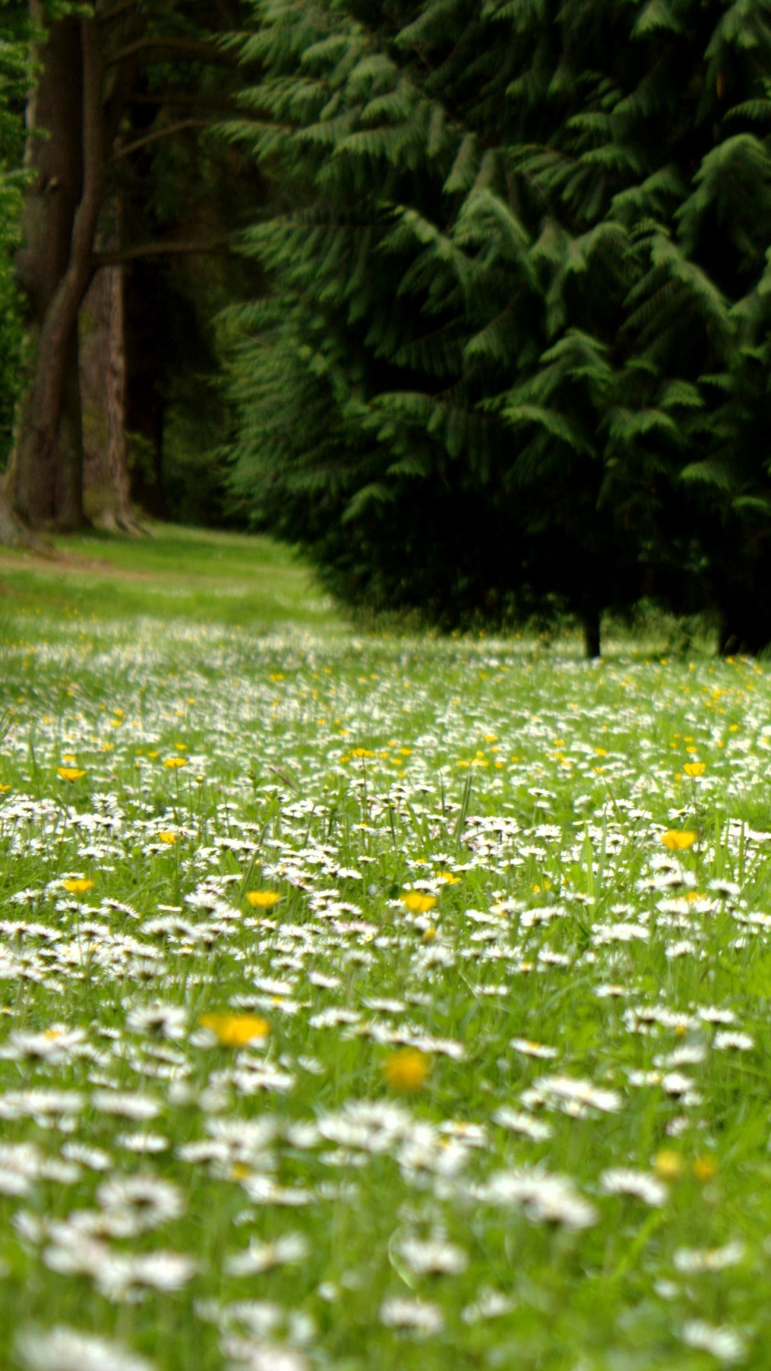 無料モバイル壁紙自然, フラワーズ, 草, 花, 地球, 白い花をダウンロードします。