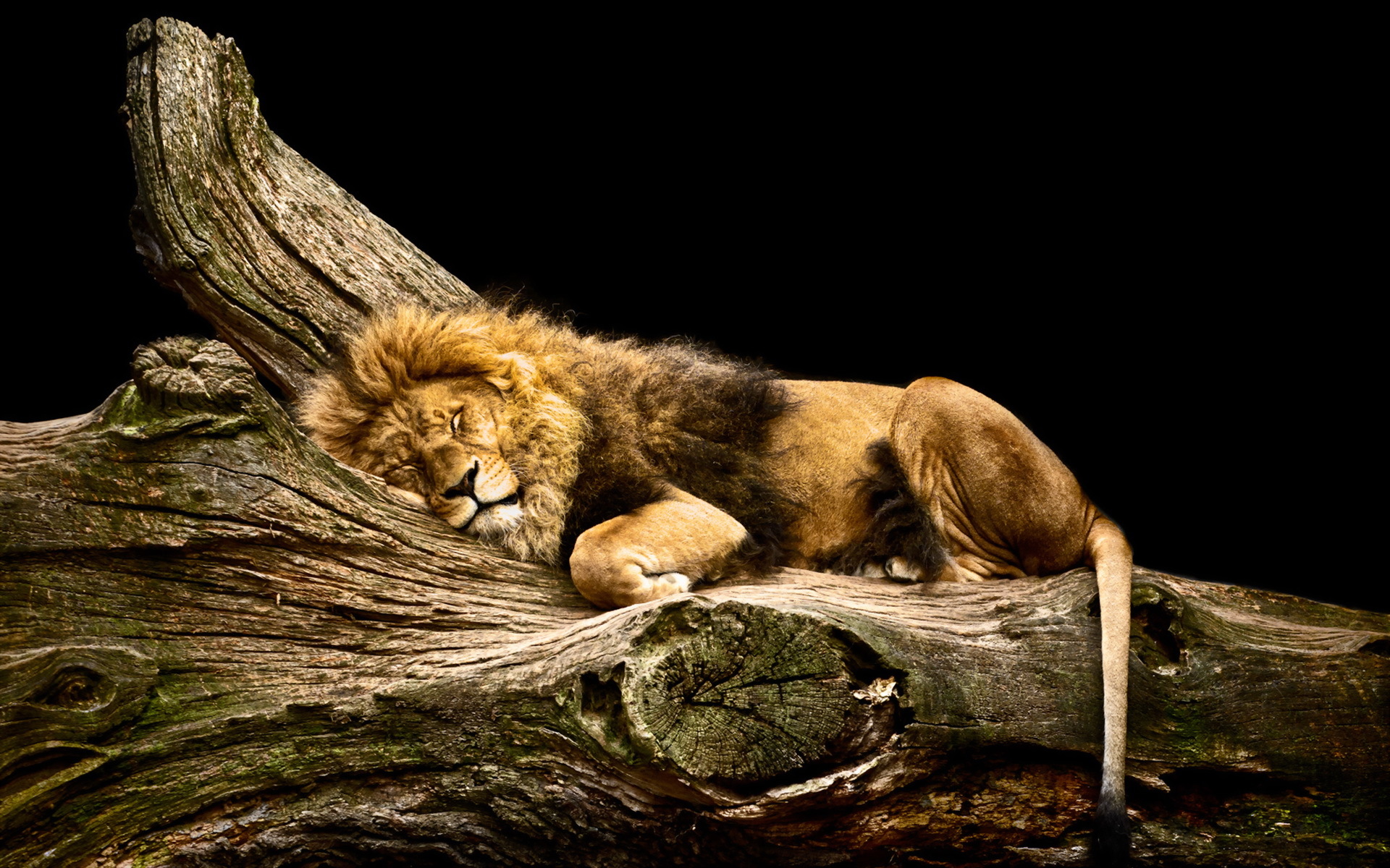 390715画像をダウンロード動物, ライオン, ログ, 睡眠, 猫-壁紙とスクリーンセーバーを無料で
