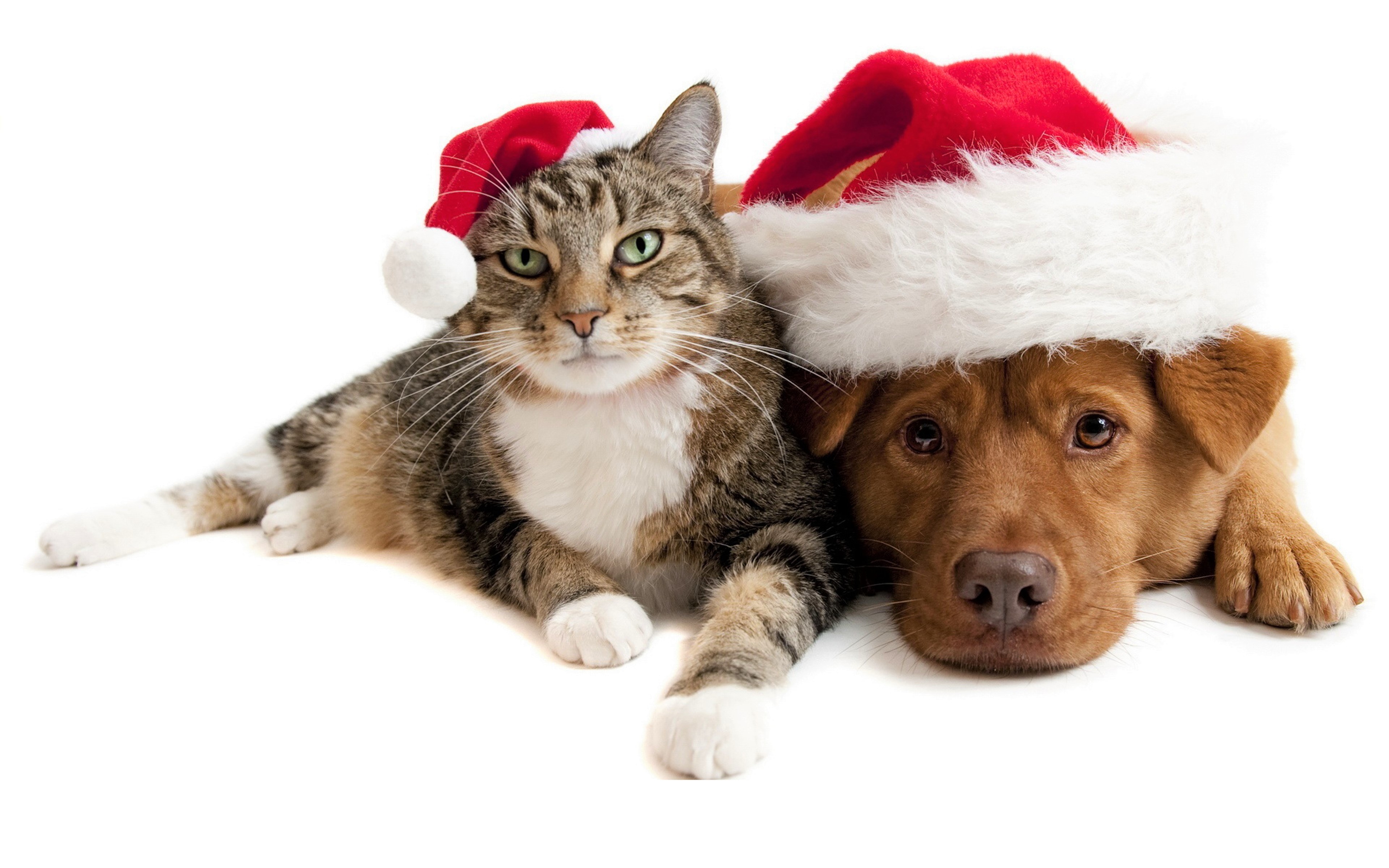 無料モバイル壁紙動物, クリスマス, 子猫, 子犬, サンタハット, キャット＆ドッグをダウンロードします。