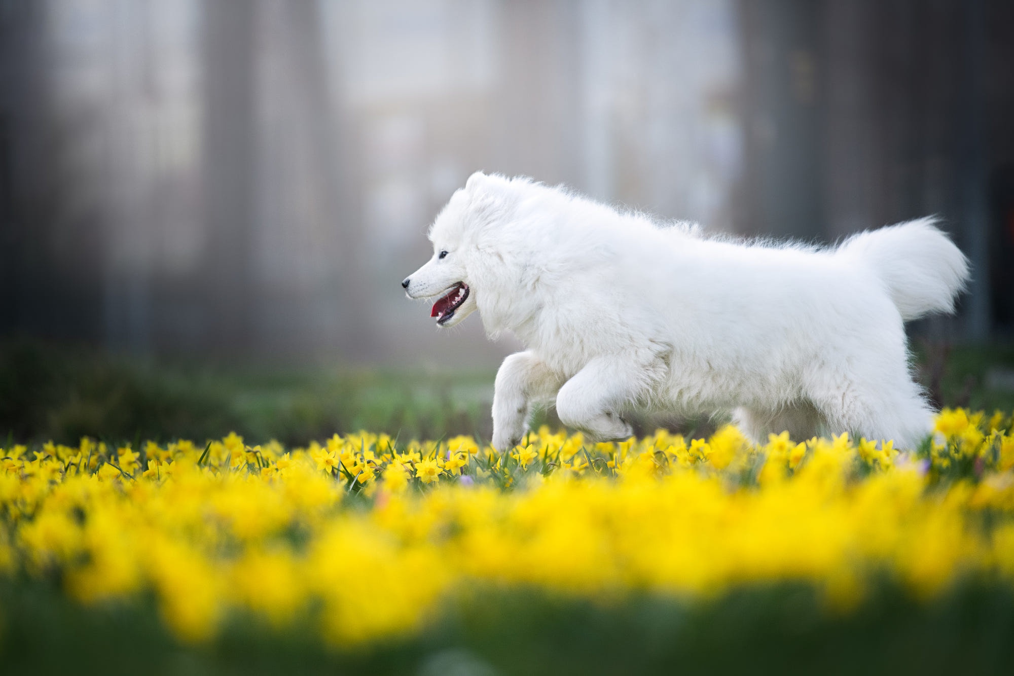 Download mobile wallpaper Dogs, Animal, Puppy, Samoyed, Baby Animal, Daffodil for free.