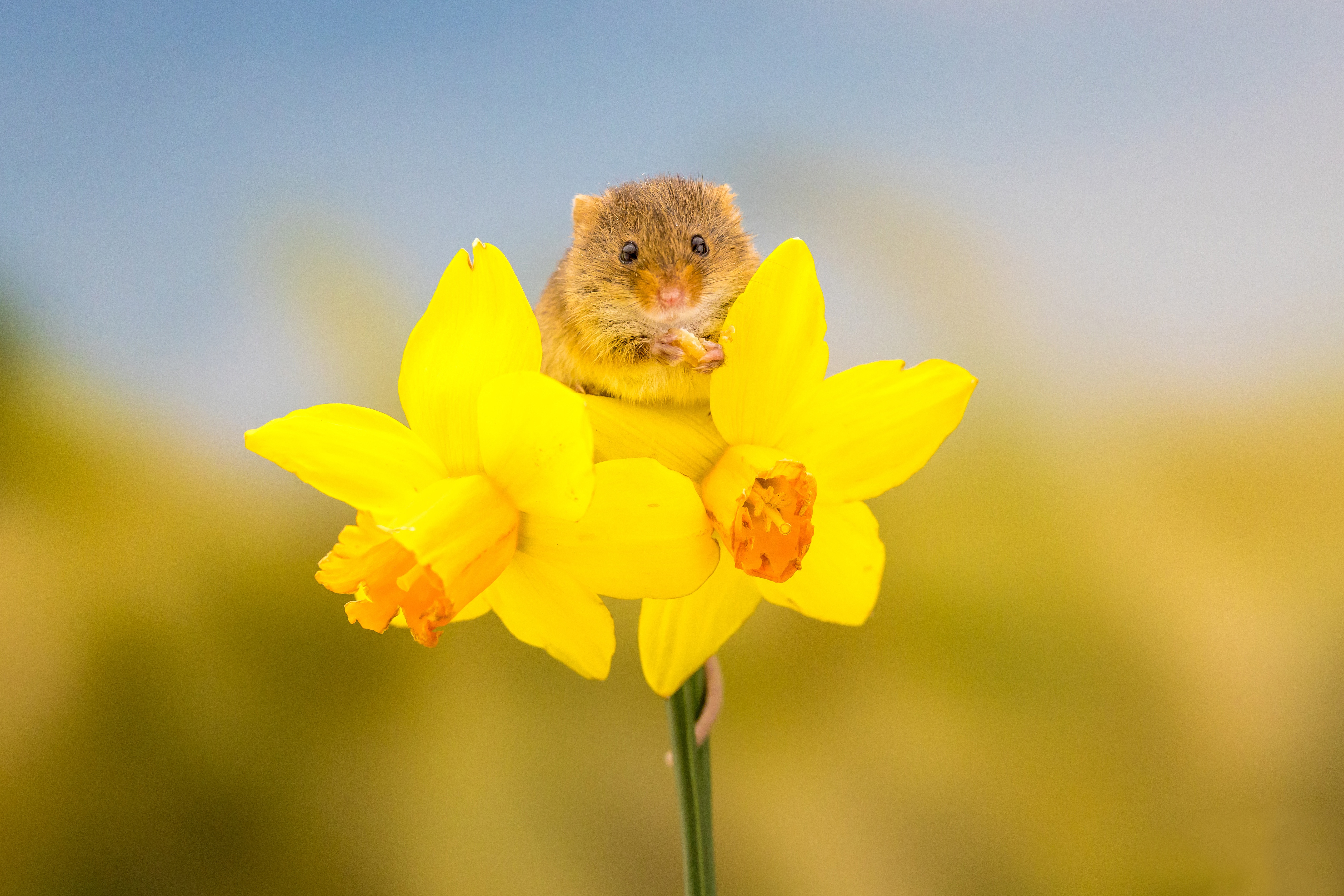 Download mobile wallpaper Animal, Mouse, Rodent, Yellow Flower, Daffodil for free.