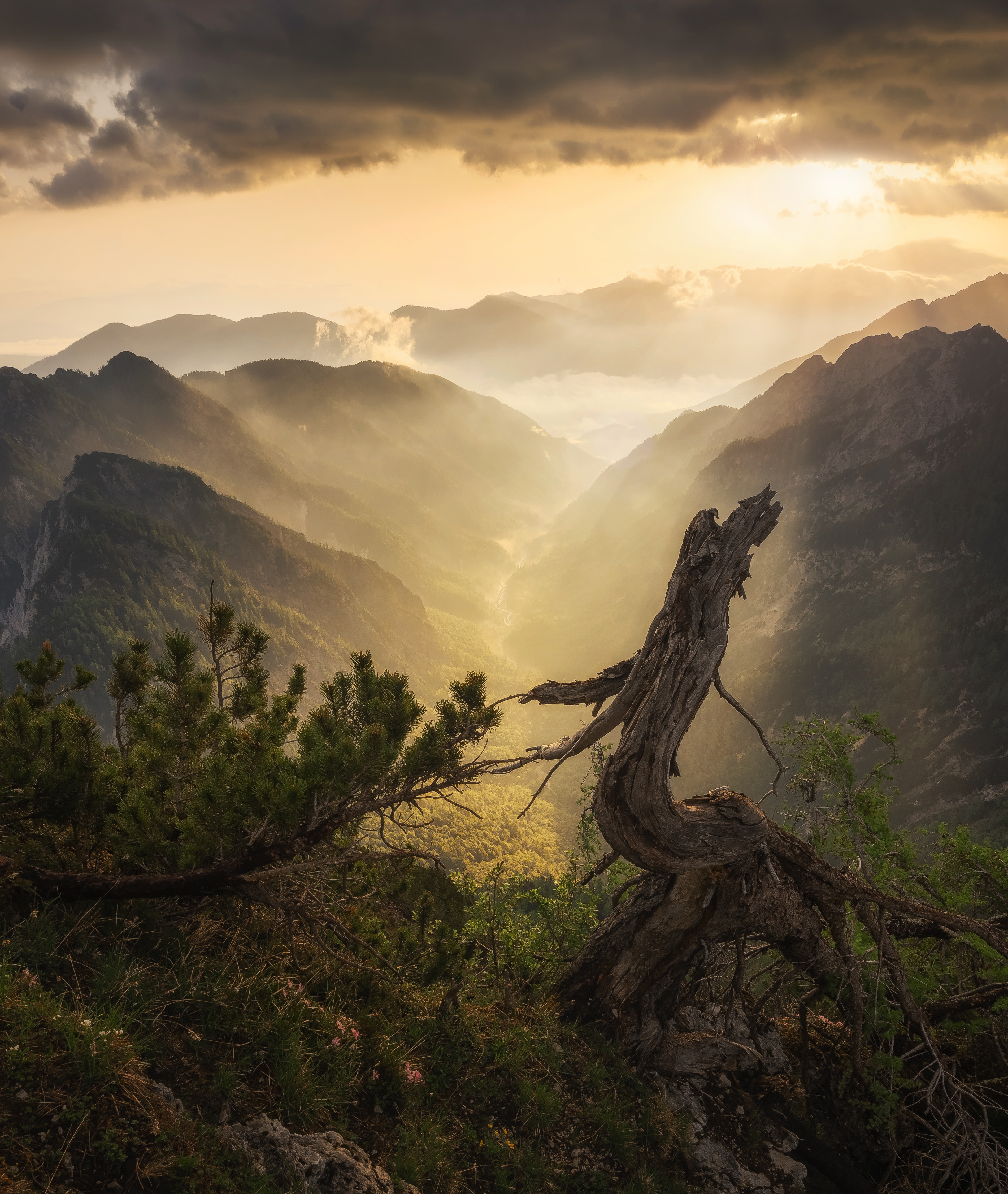 Laden Sie das Mountains, Clouds, Holz, Baum, Nebel, Natur-Bild kostenlos auf Ihren PC-Desktop herunter